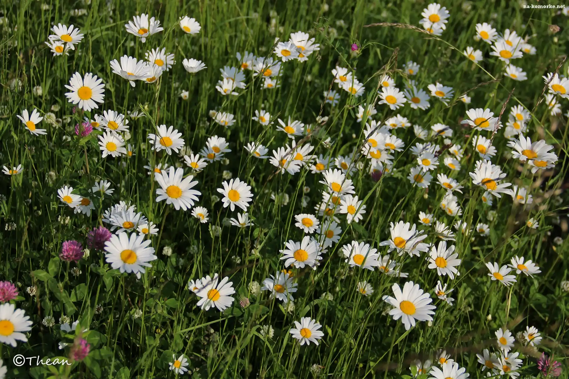 Koniczyna, Łąka, Pełna, Kwiatów, Margerytki