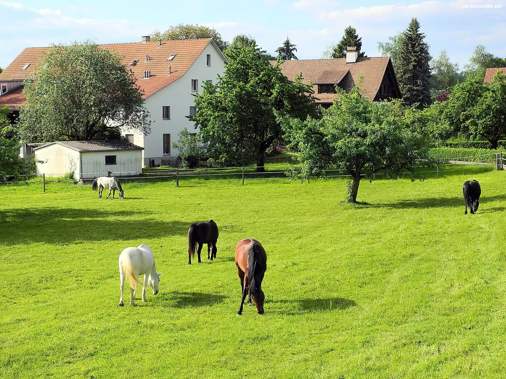 Konie, Drzewa, Łąka, Domy