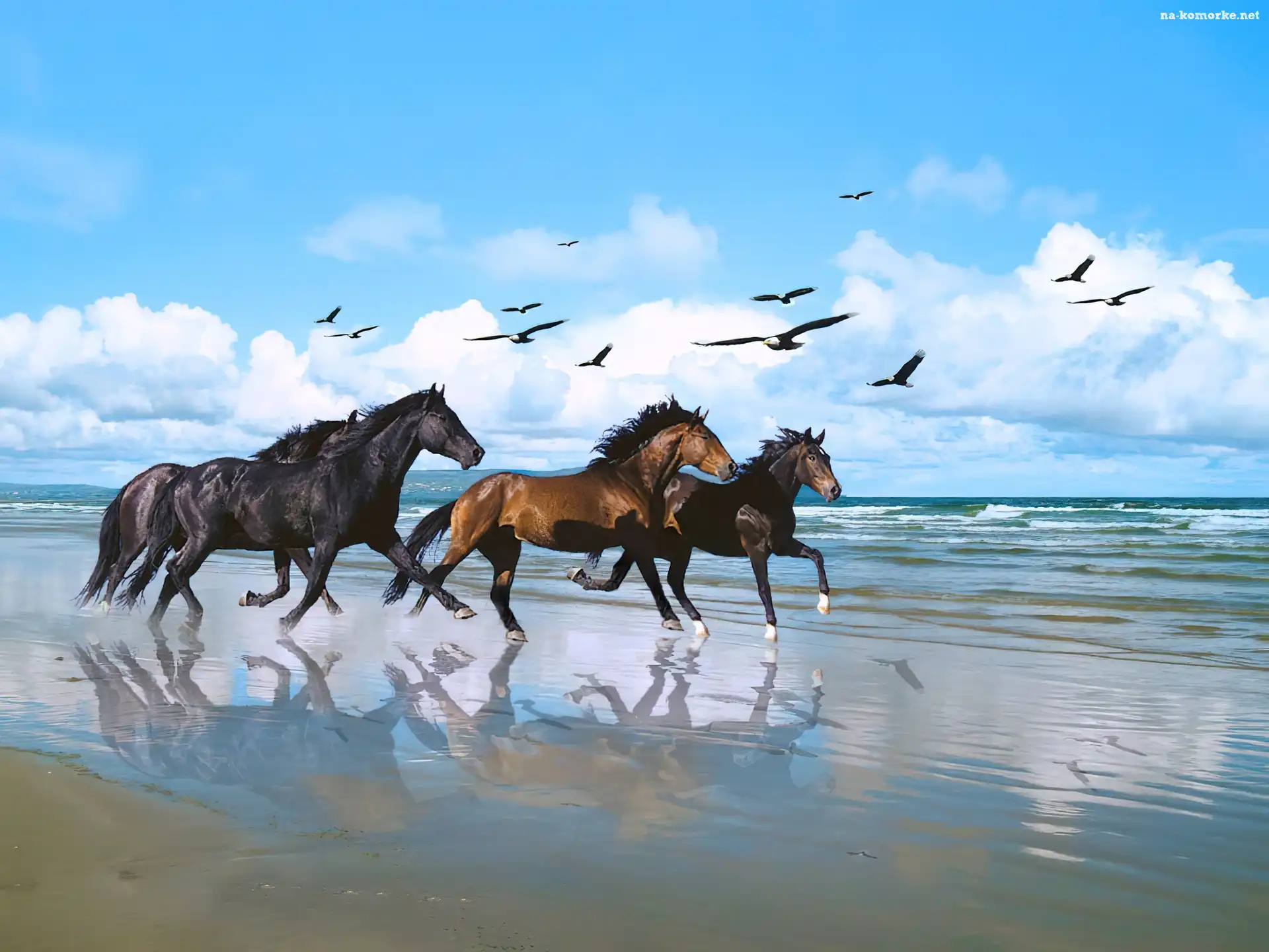 Konie, Plaża, Galop, Ptaki