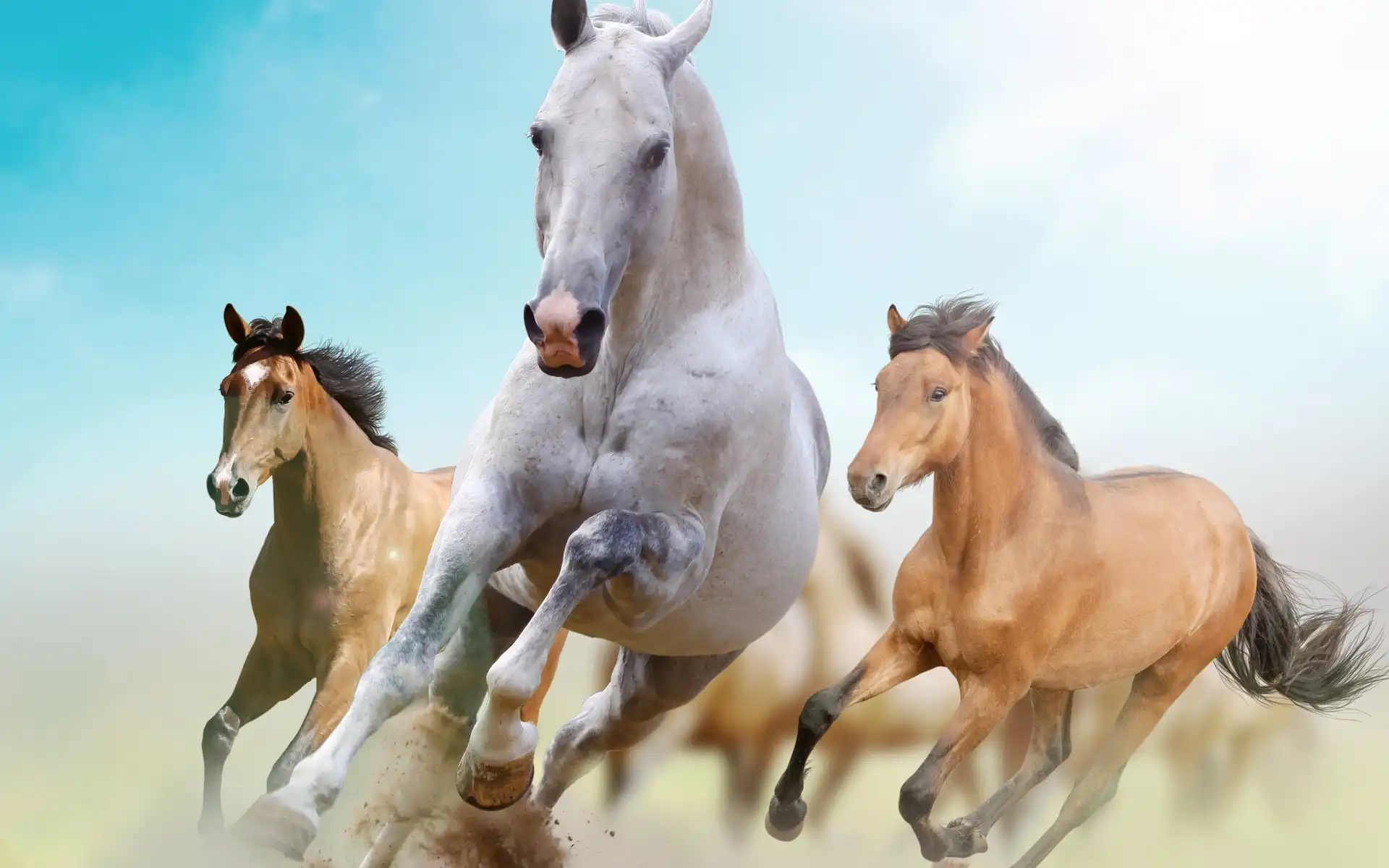 Konie, Galop