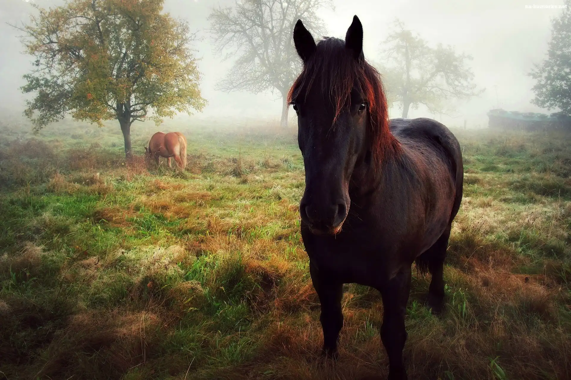 Konie, Mgła, Pastwisko, Poranek
