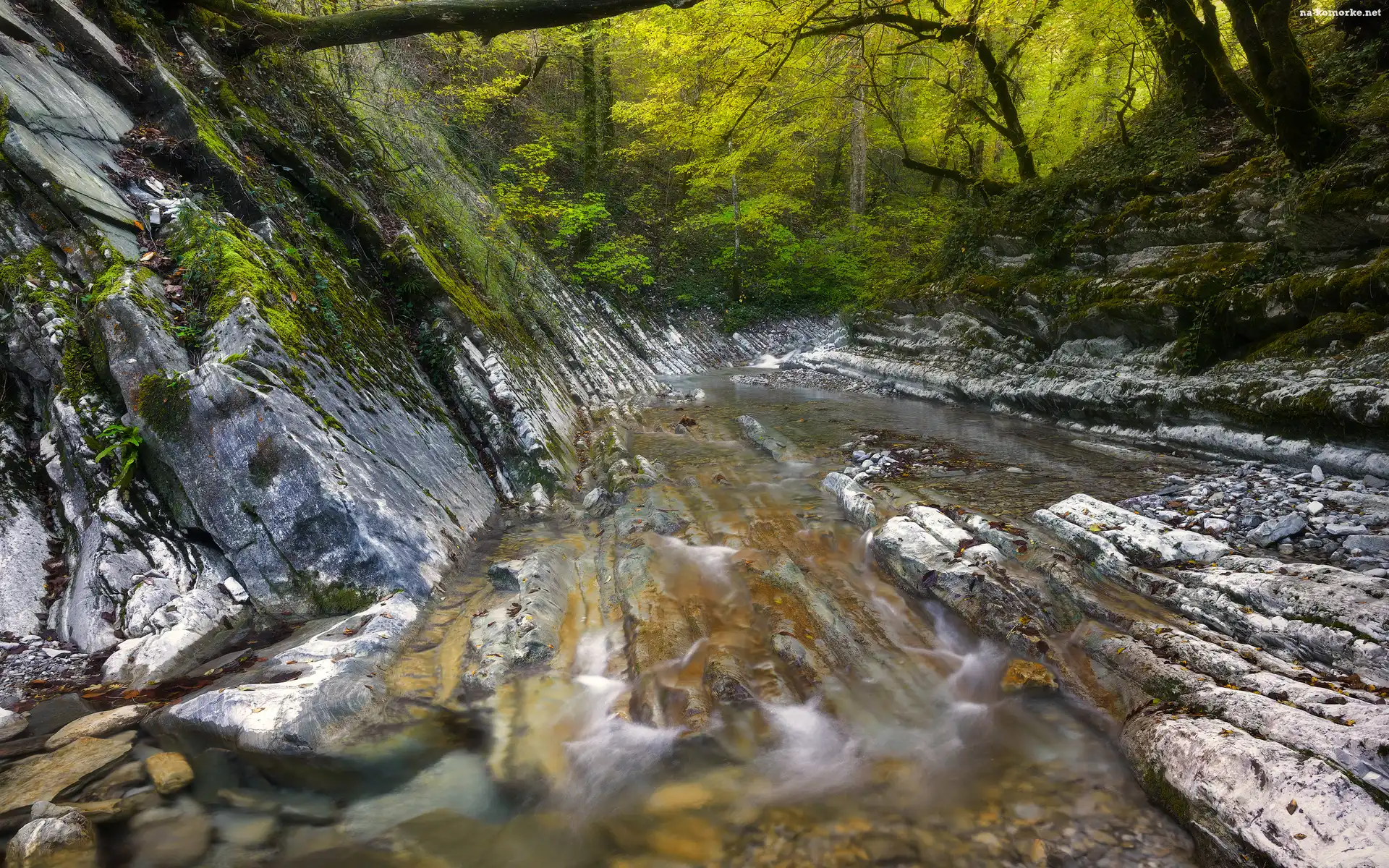 Koryto, Las, Skały, Skarpa, Rzeka
