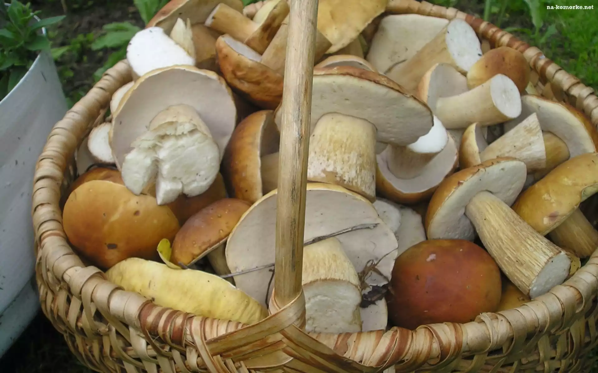Kosz, Leśne, Dorodne, Grzyby