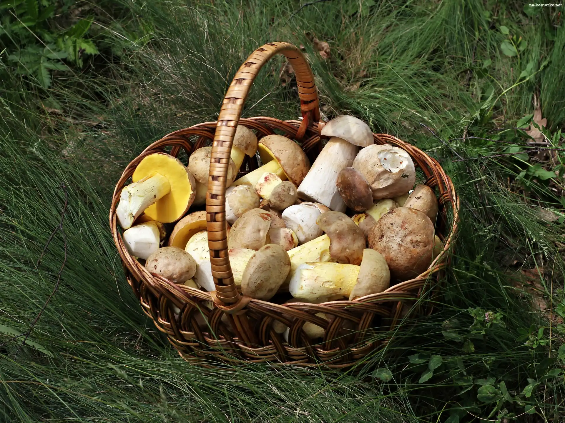 Trawa, Kosz, Grzybów