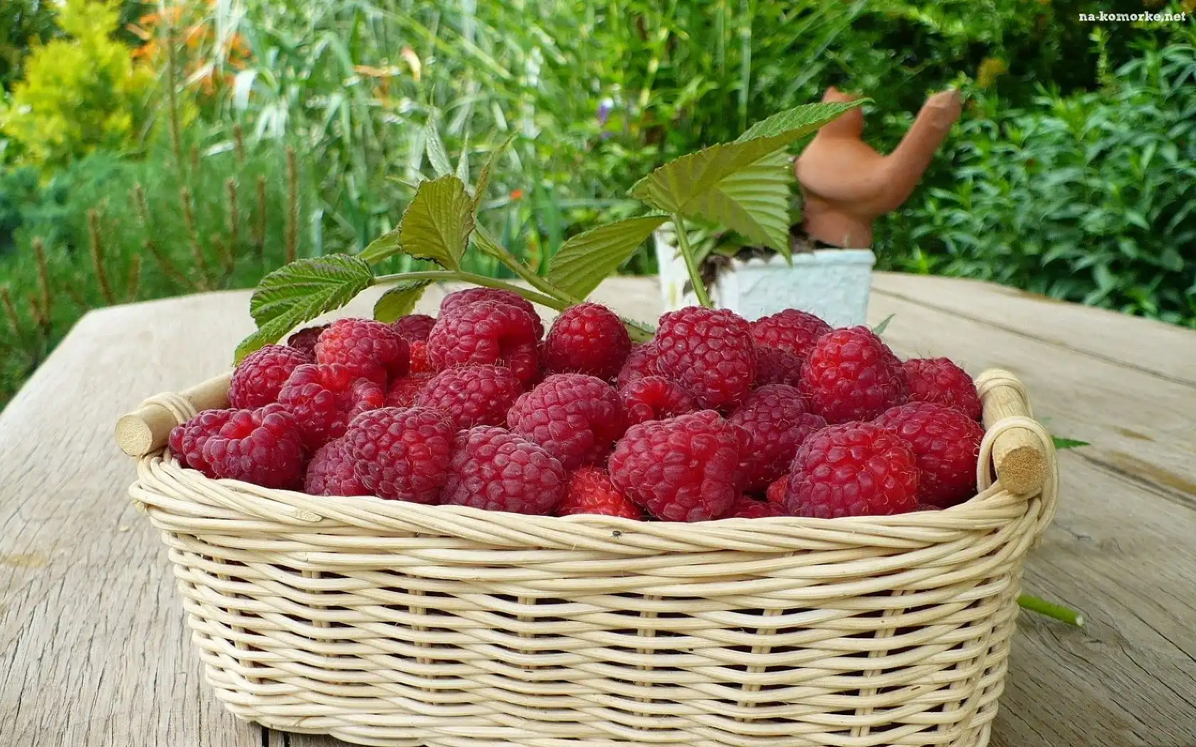 Koszyczek, Malin, Dojrzałych, Czerwonych