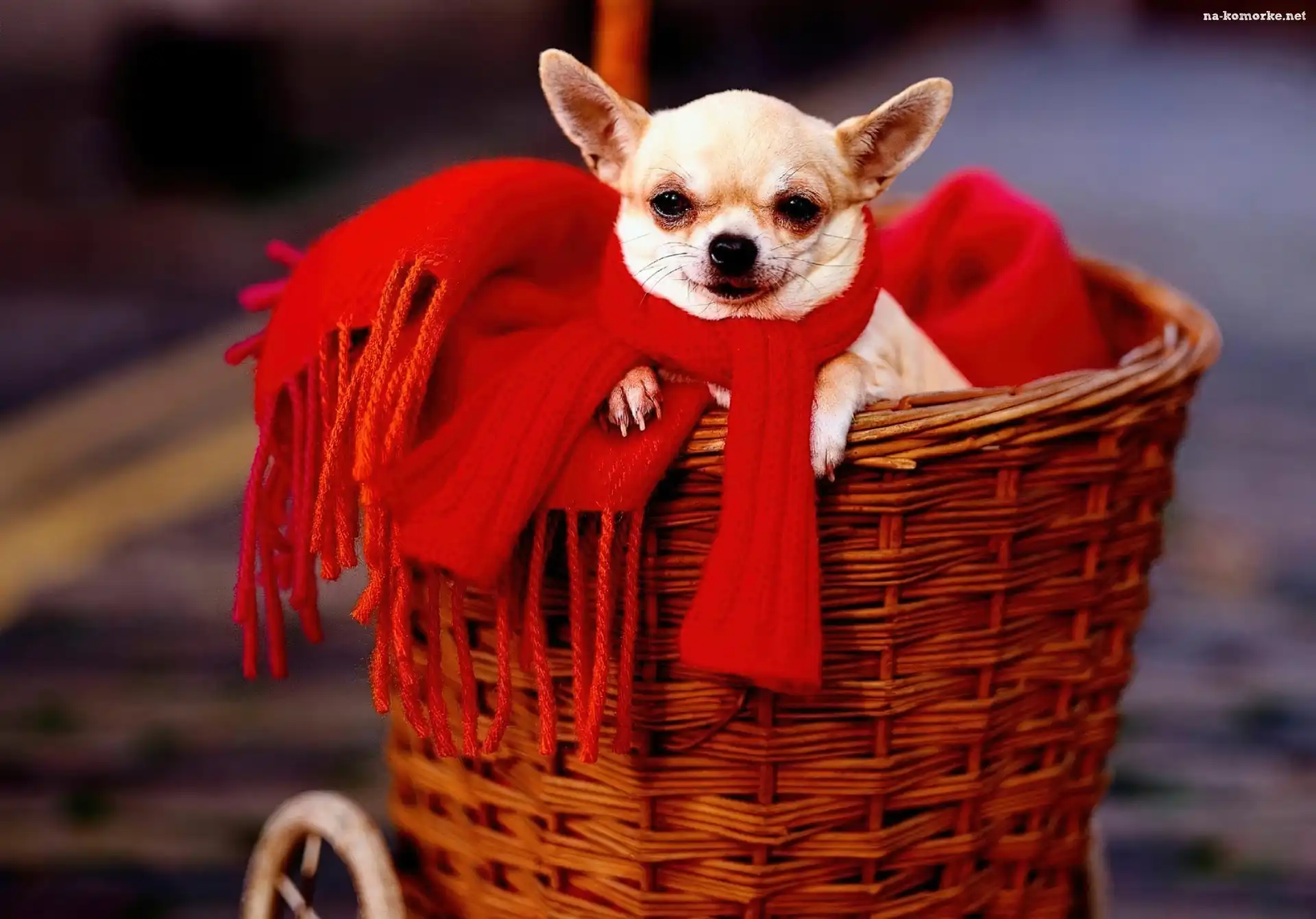 Koszyk, Szalik, Chihuahua, Czerwony