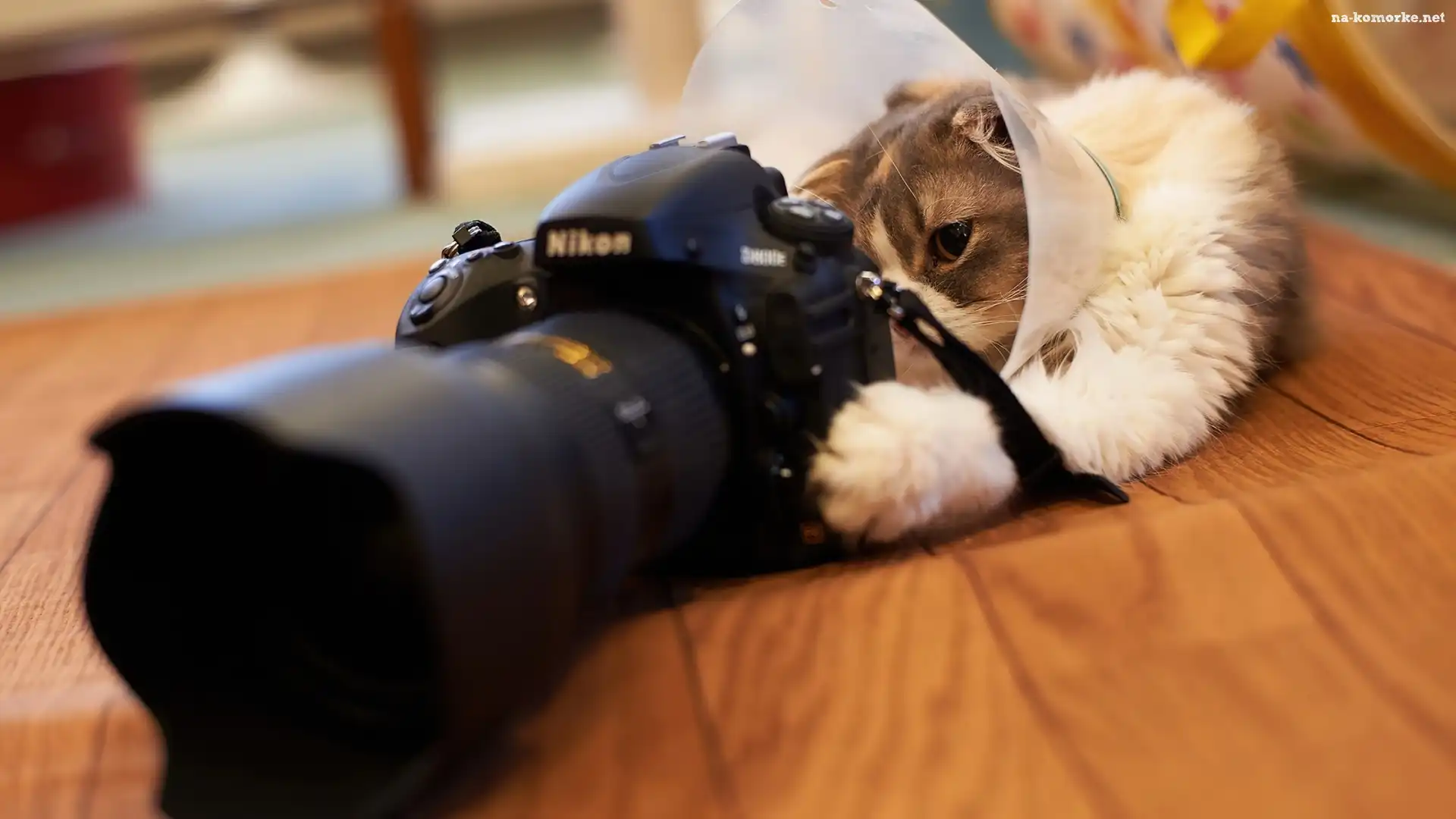 Kot, Nikon, Aparat, Fotograficzny