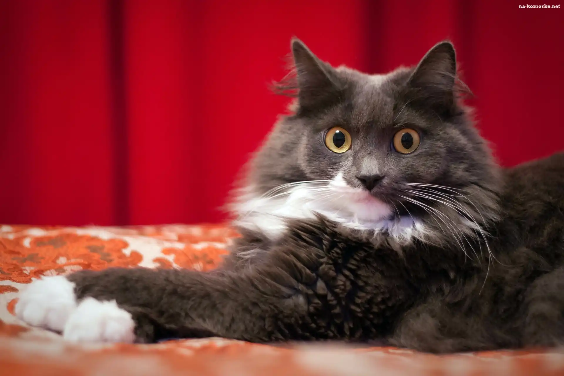 Kot, Maine coon, Oczy