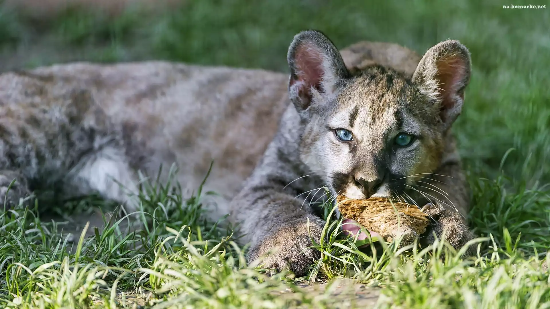 Dziki Kot, Puma