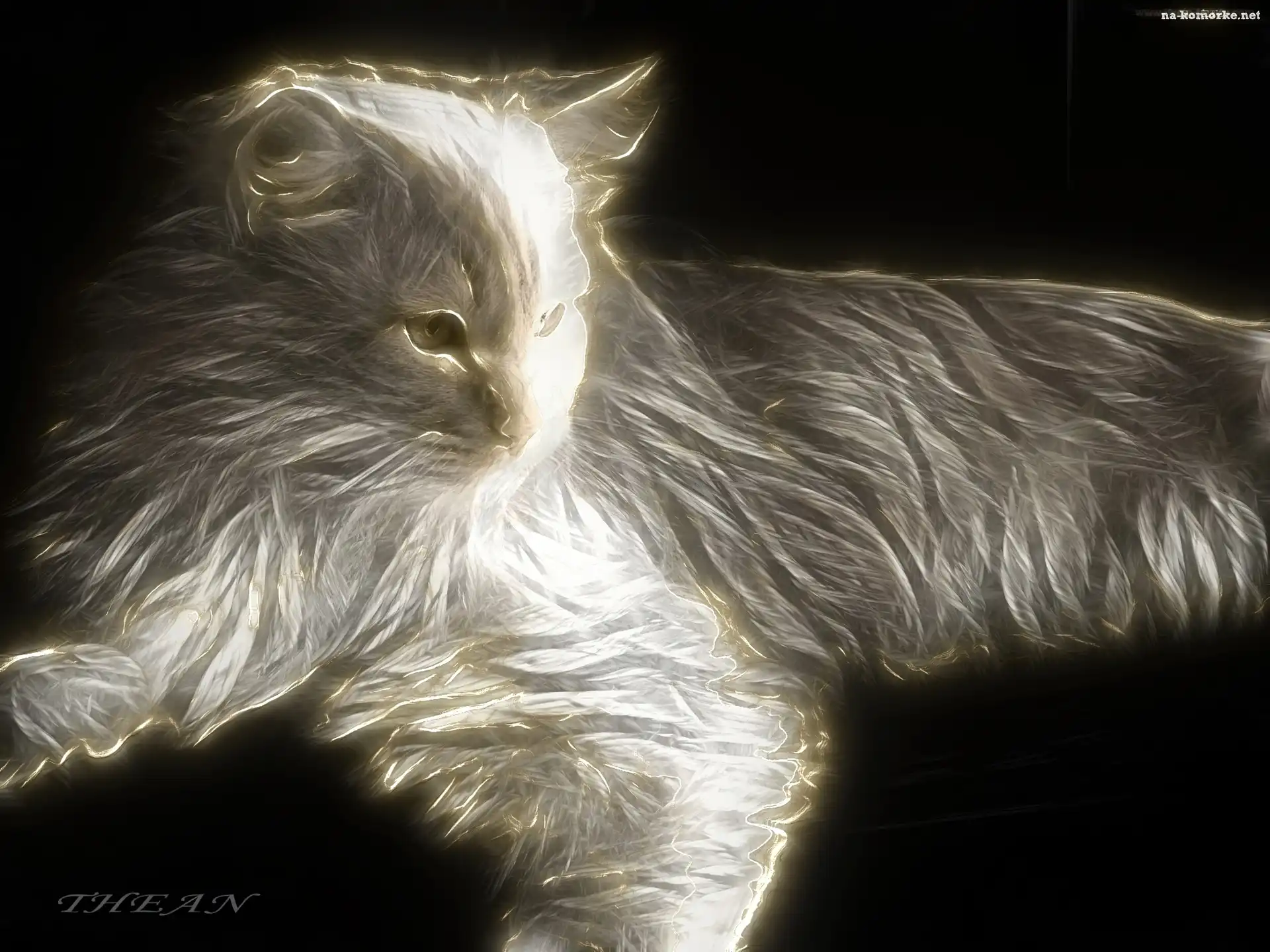 Kot, Fractalius