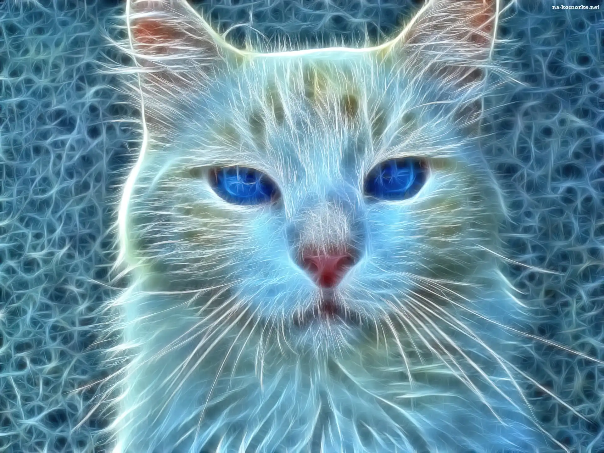 Kot, Fractalius
