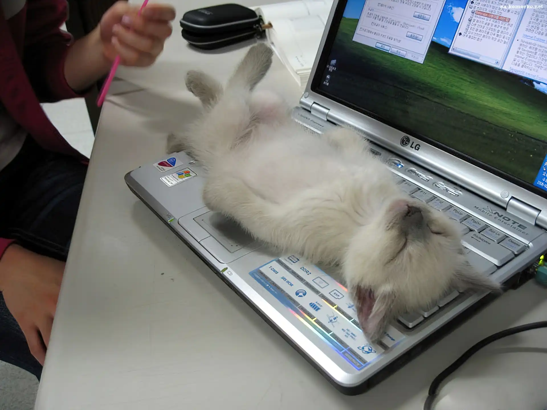 Kot, Odpoczynek, Klawiatura, Laptop