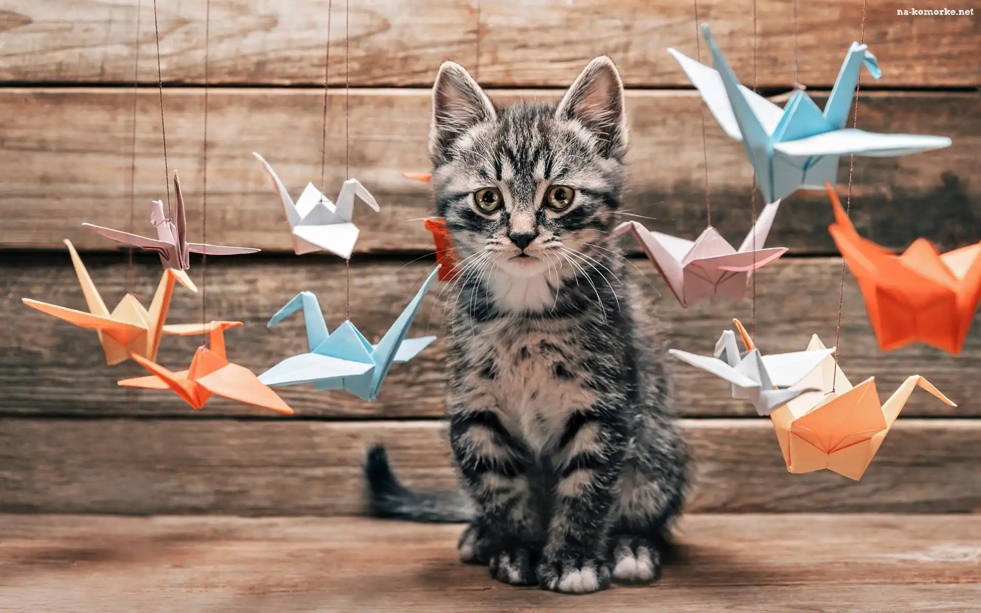Kot, Origami, Kotek, Ptaszki