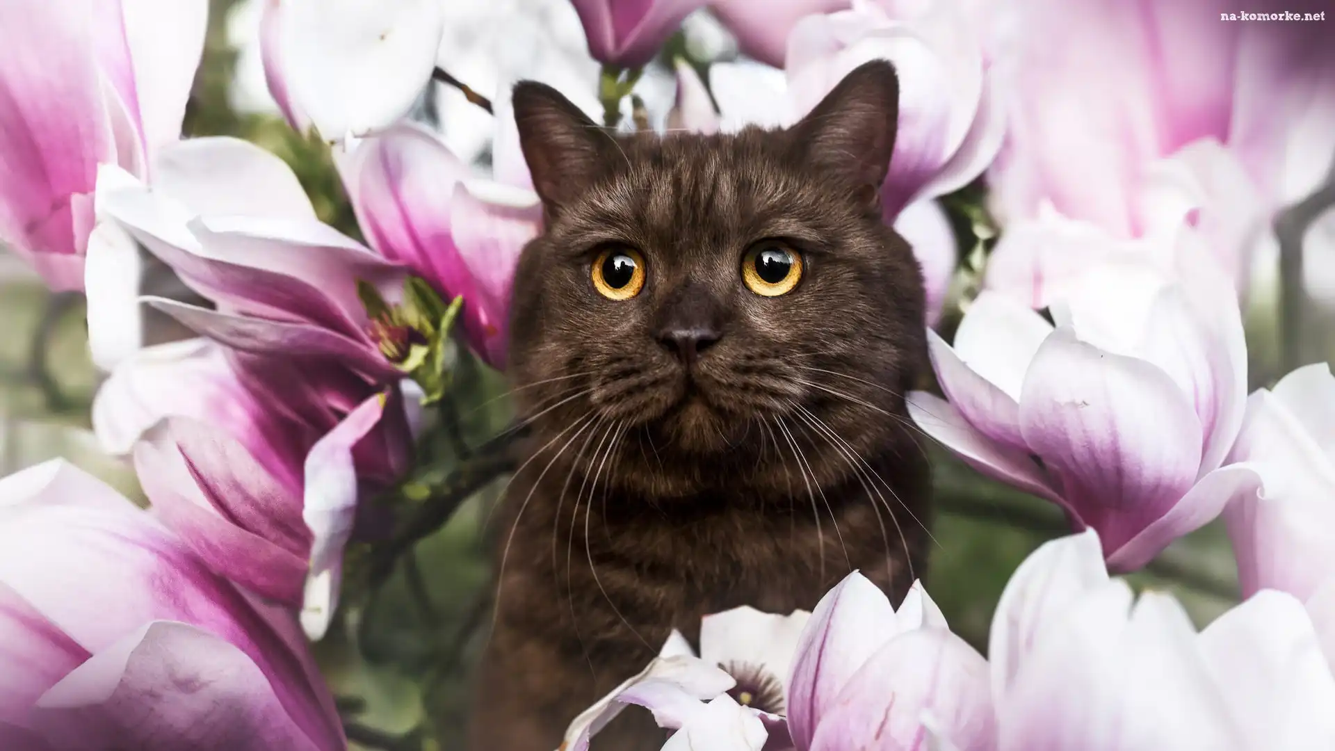 Kot, Magnolie, Kwiaty