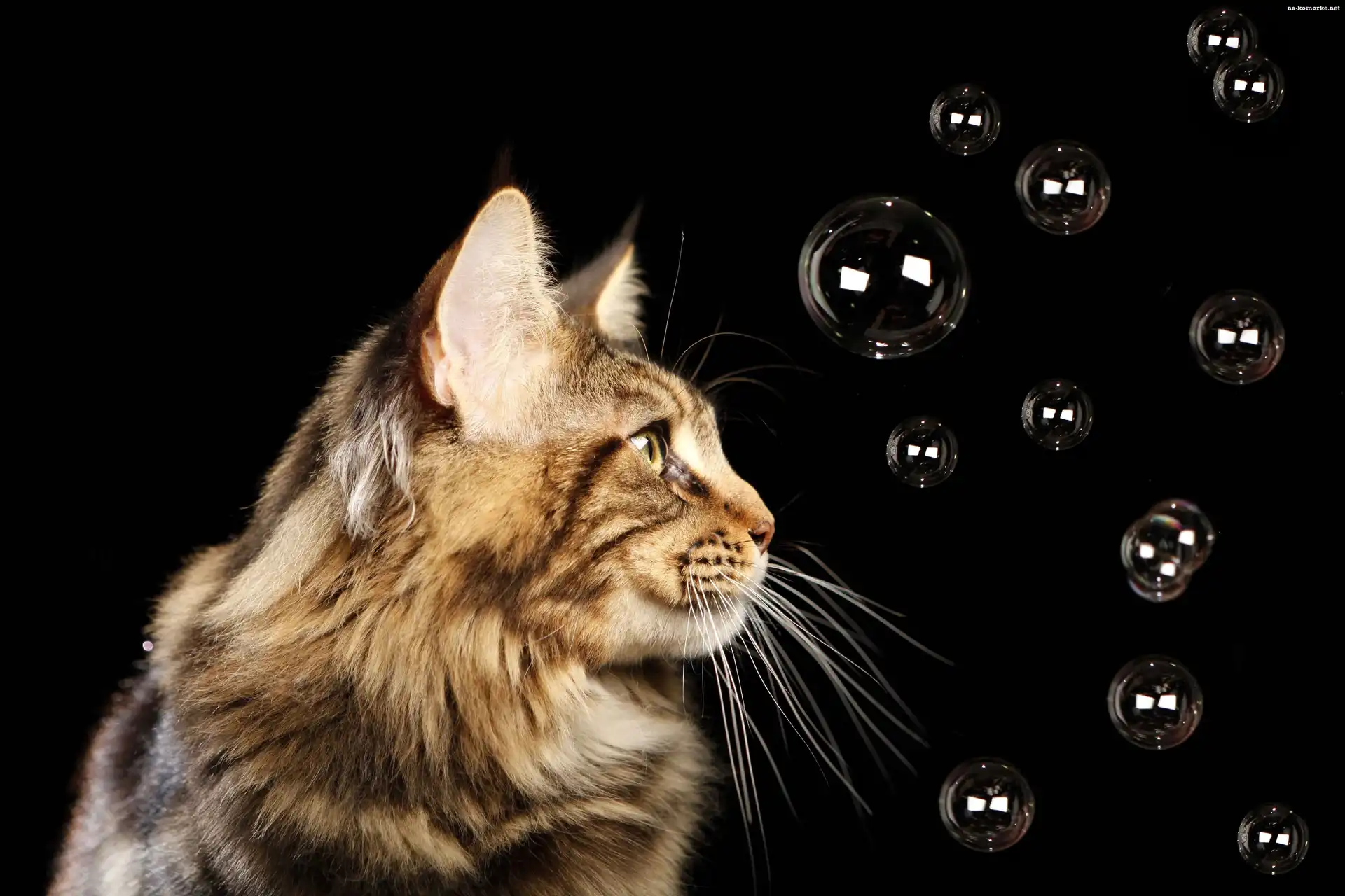 Kot, Bańki, Maine, Coon
