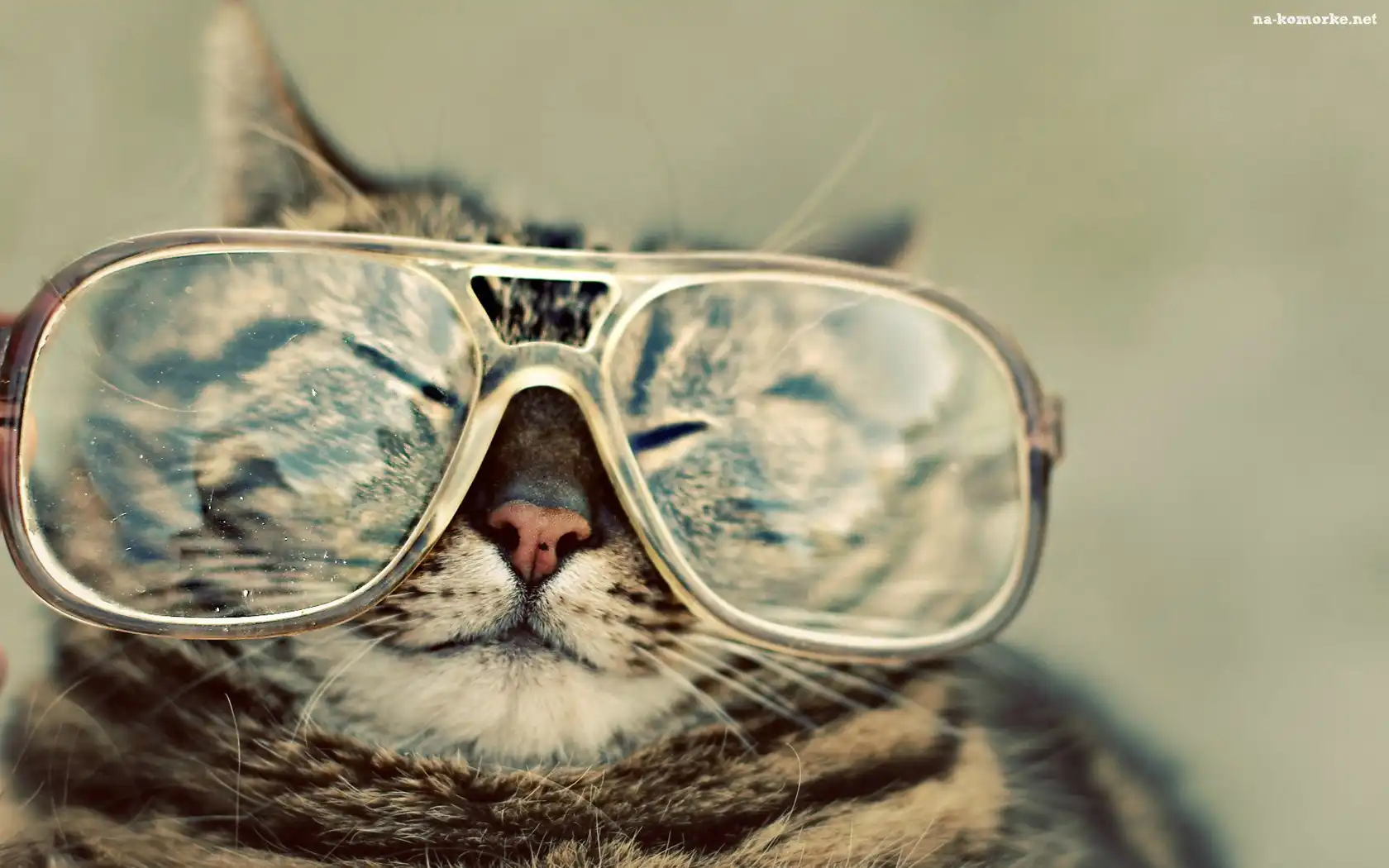 Kot, Okulary