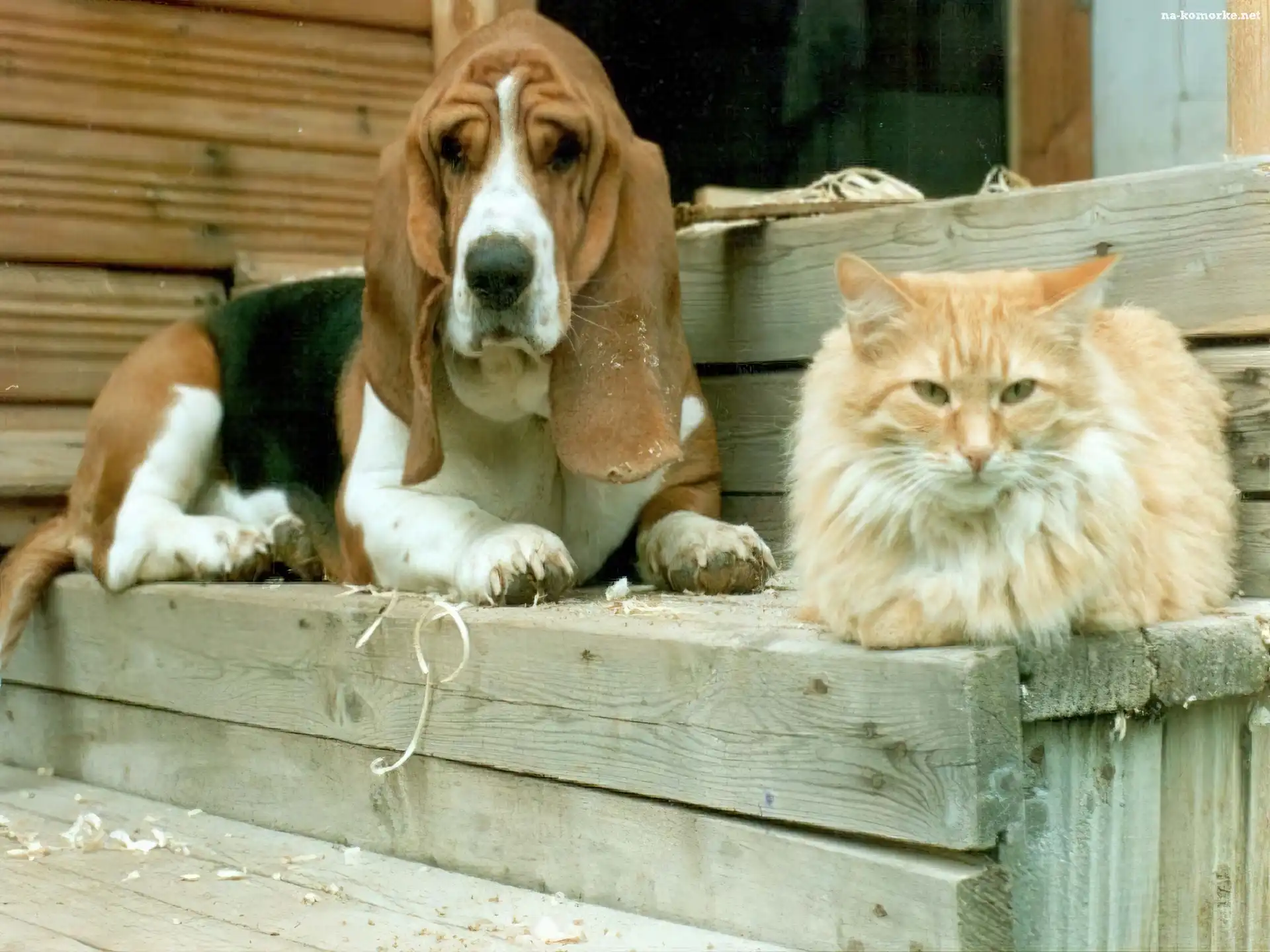 Kot, Schody, Pies, Basset