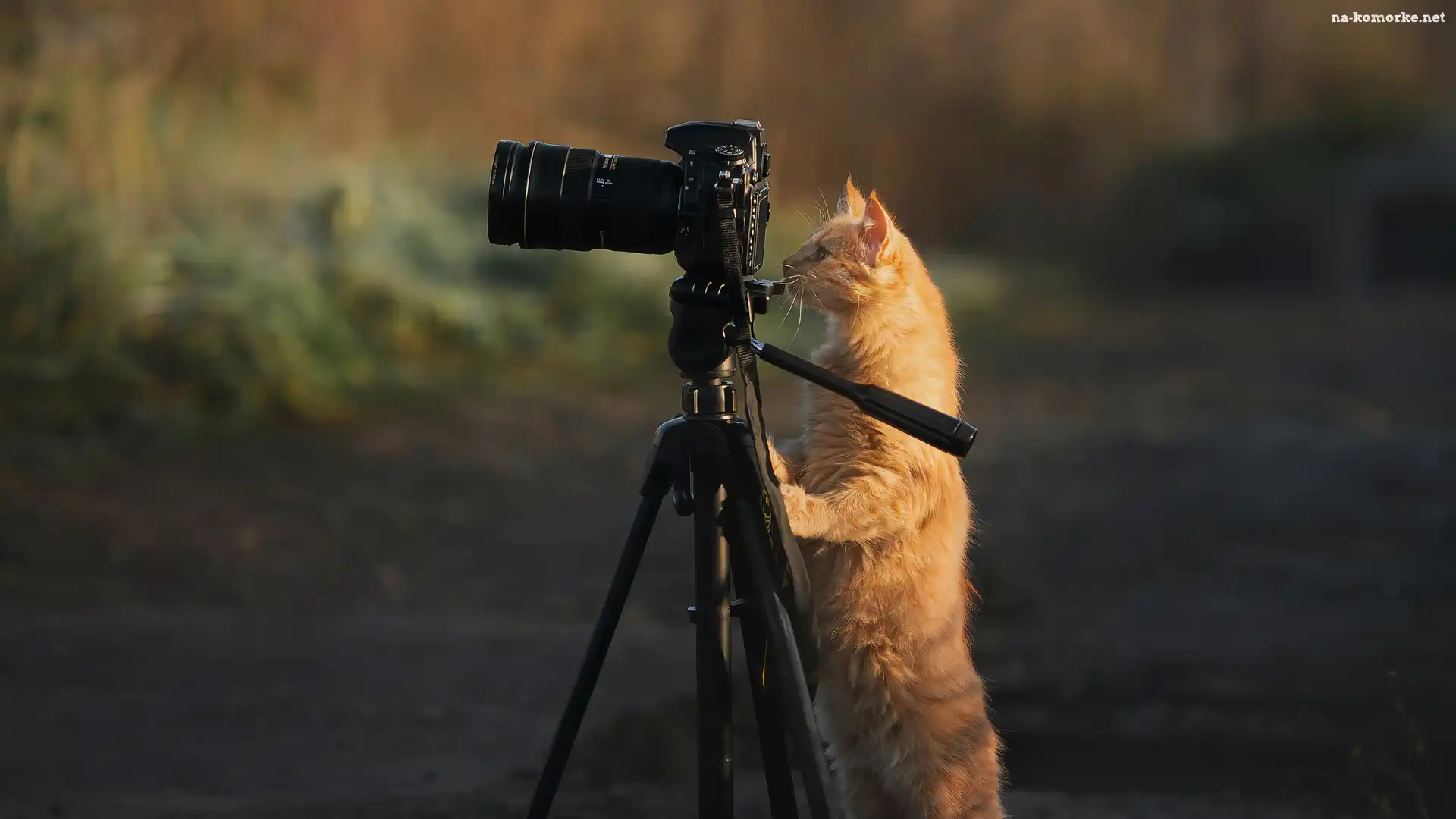 Rudy, Aparat fotograficzny, Kot