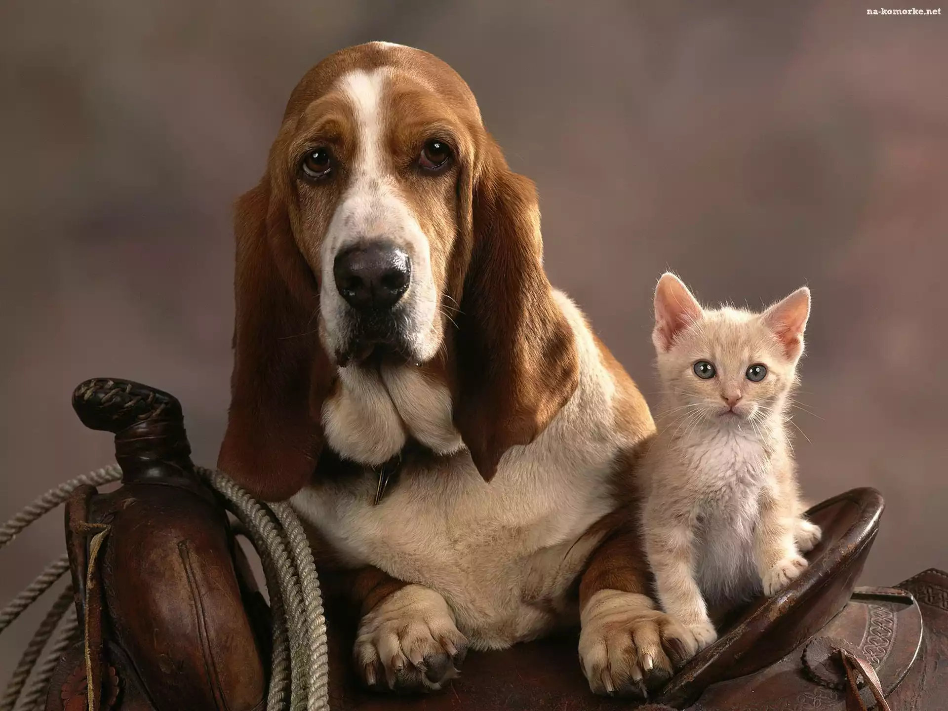 Siodło, Kot, Basset