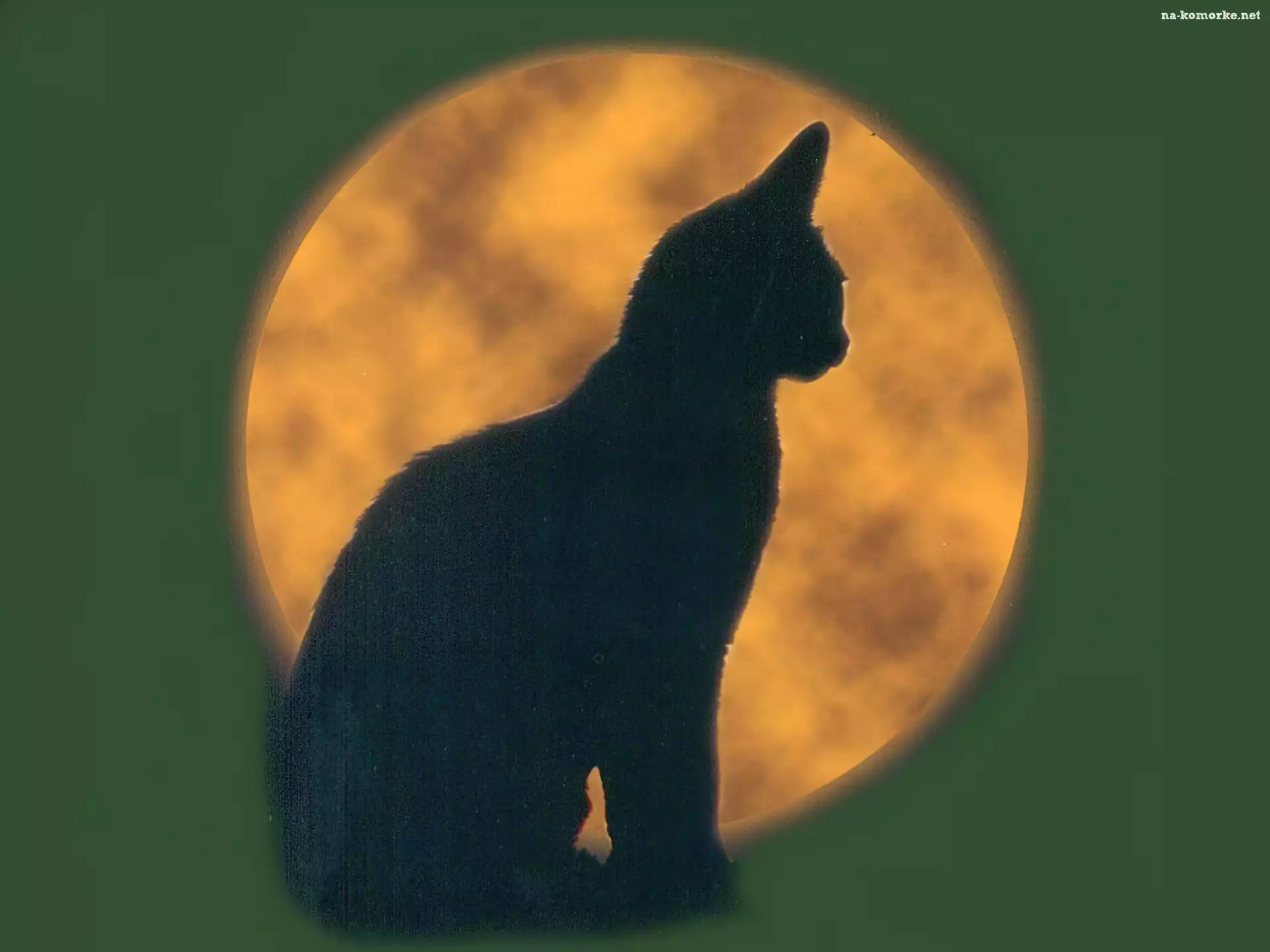 Halloween, kotek , księżyc