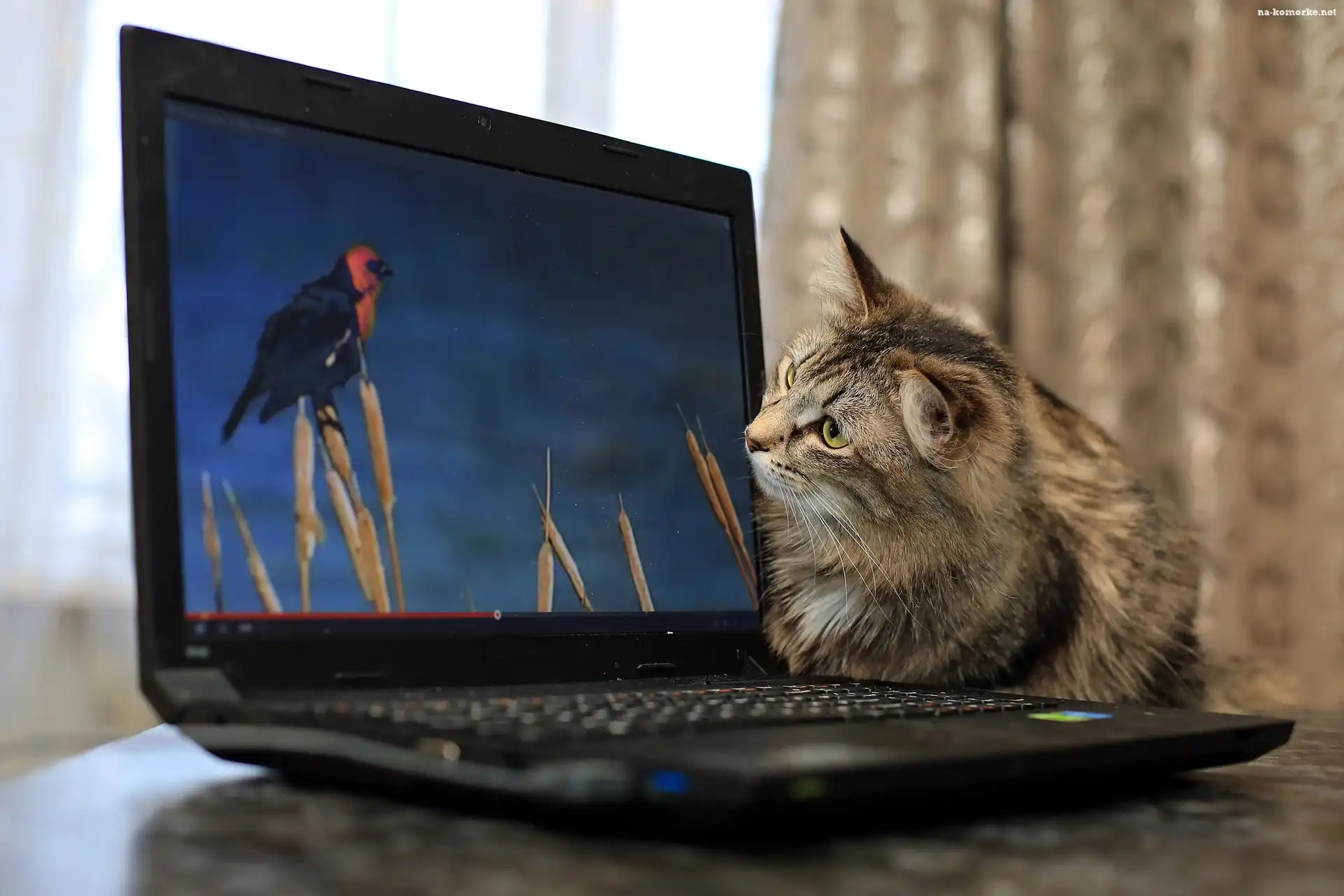 Kotek, Laptop