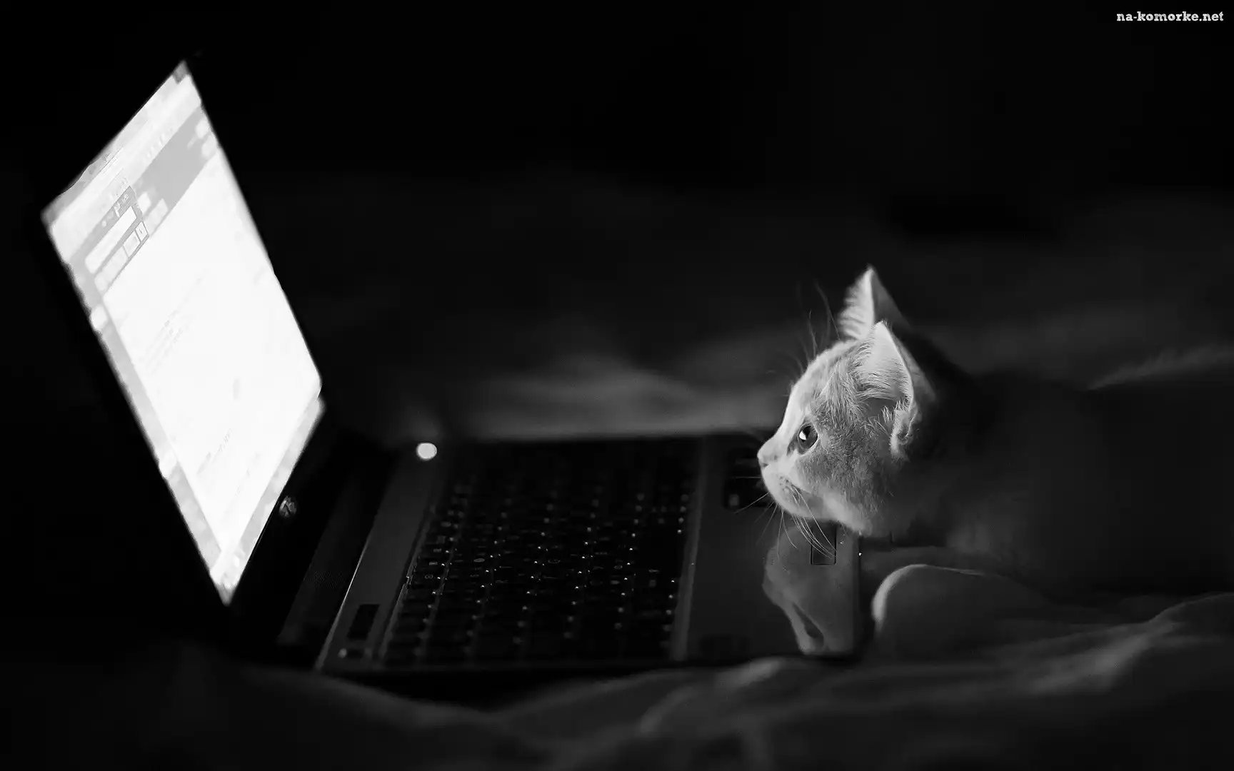 Kotek, Laptop