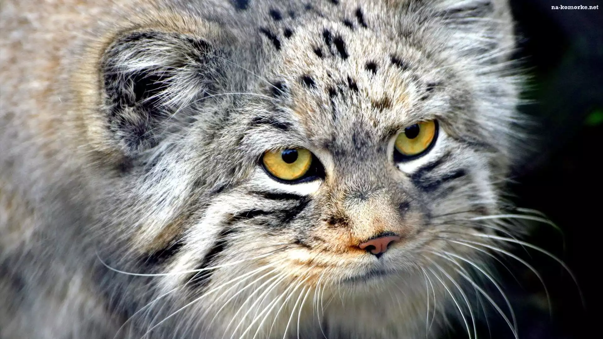 Manul, Mordka