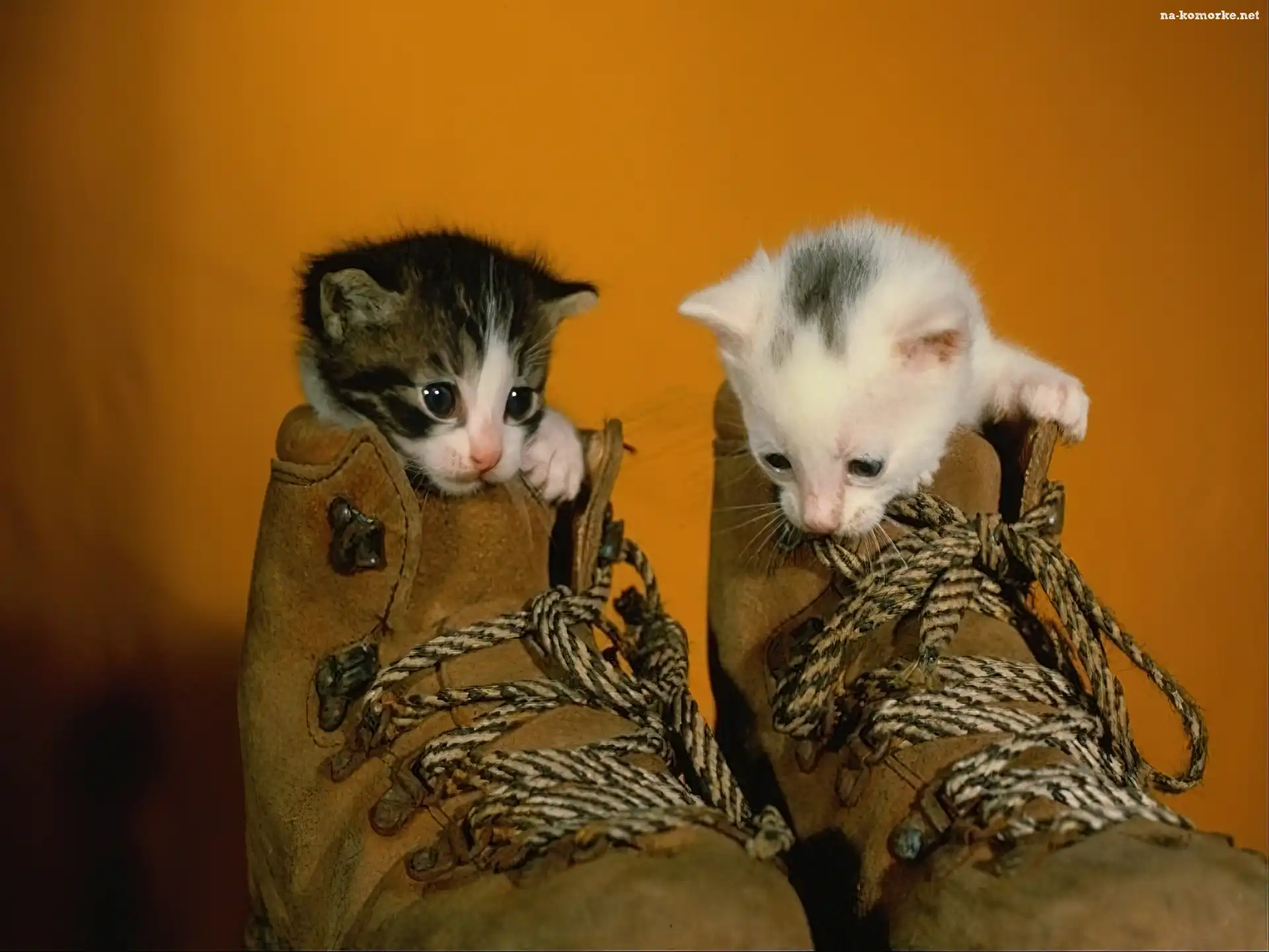 Dwa, Buty, Kotki