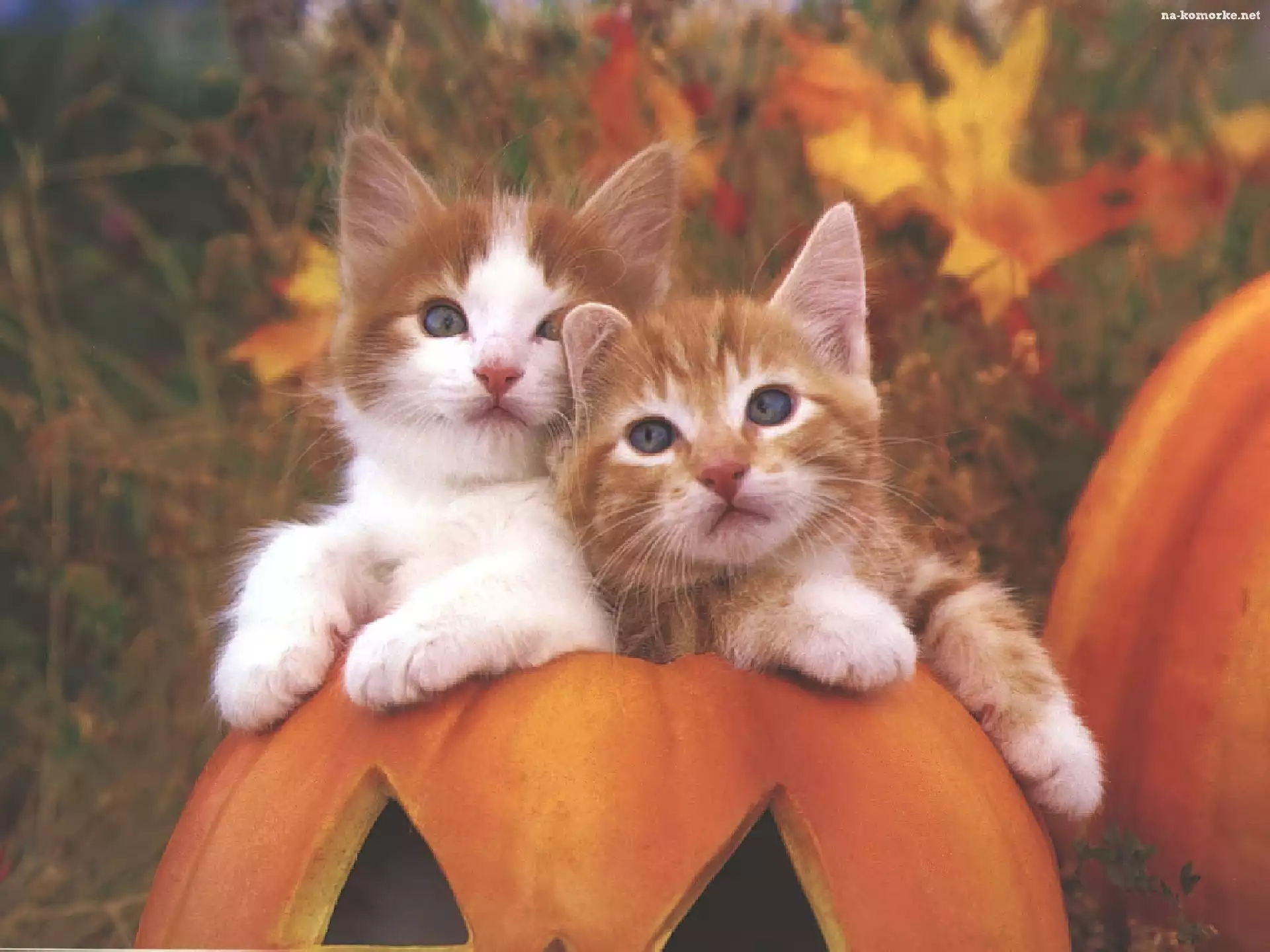 Halloween, Dynie, Kotki