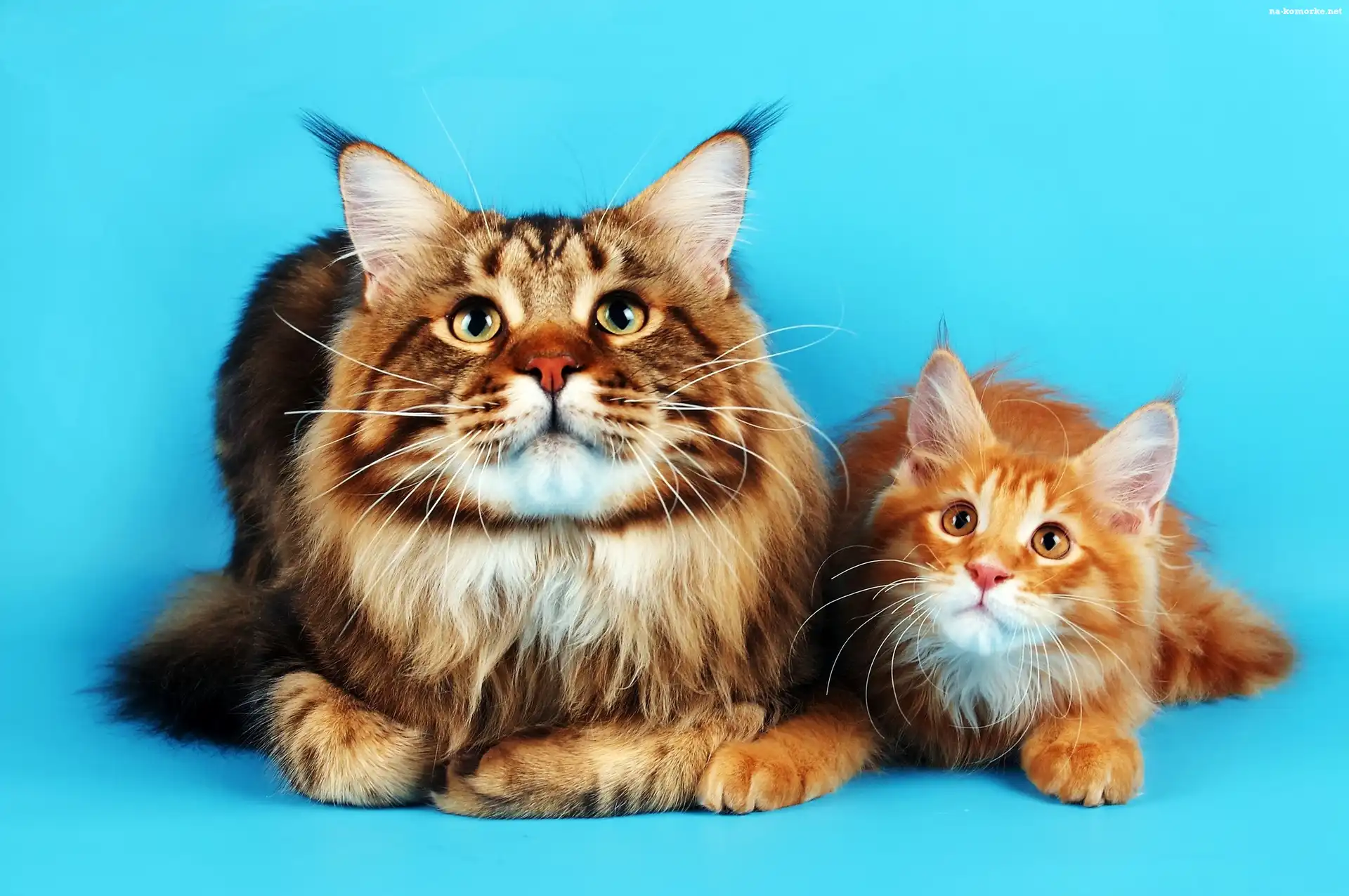 Koty, Tło, Maine Coon, Turkusowe