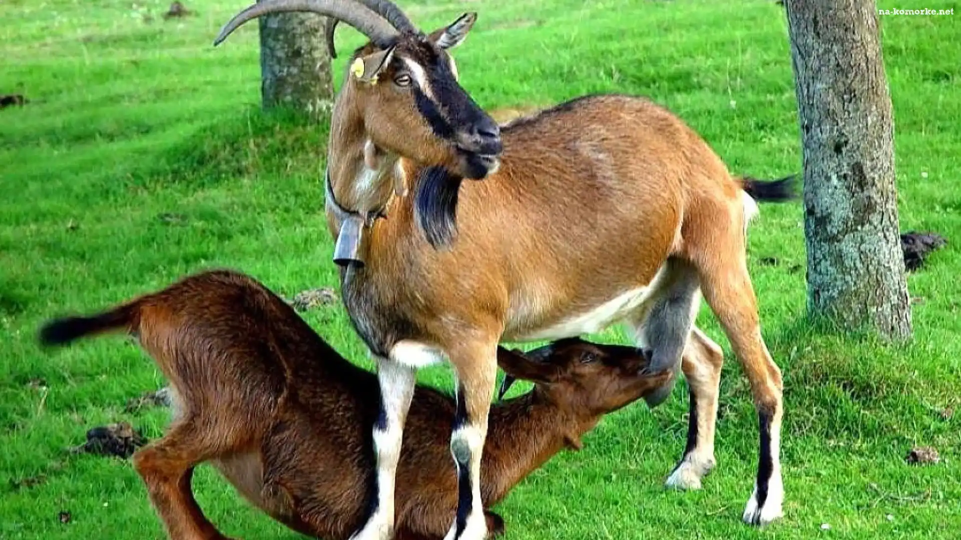 Kozy, Łąka