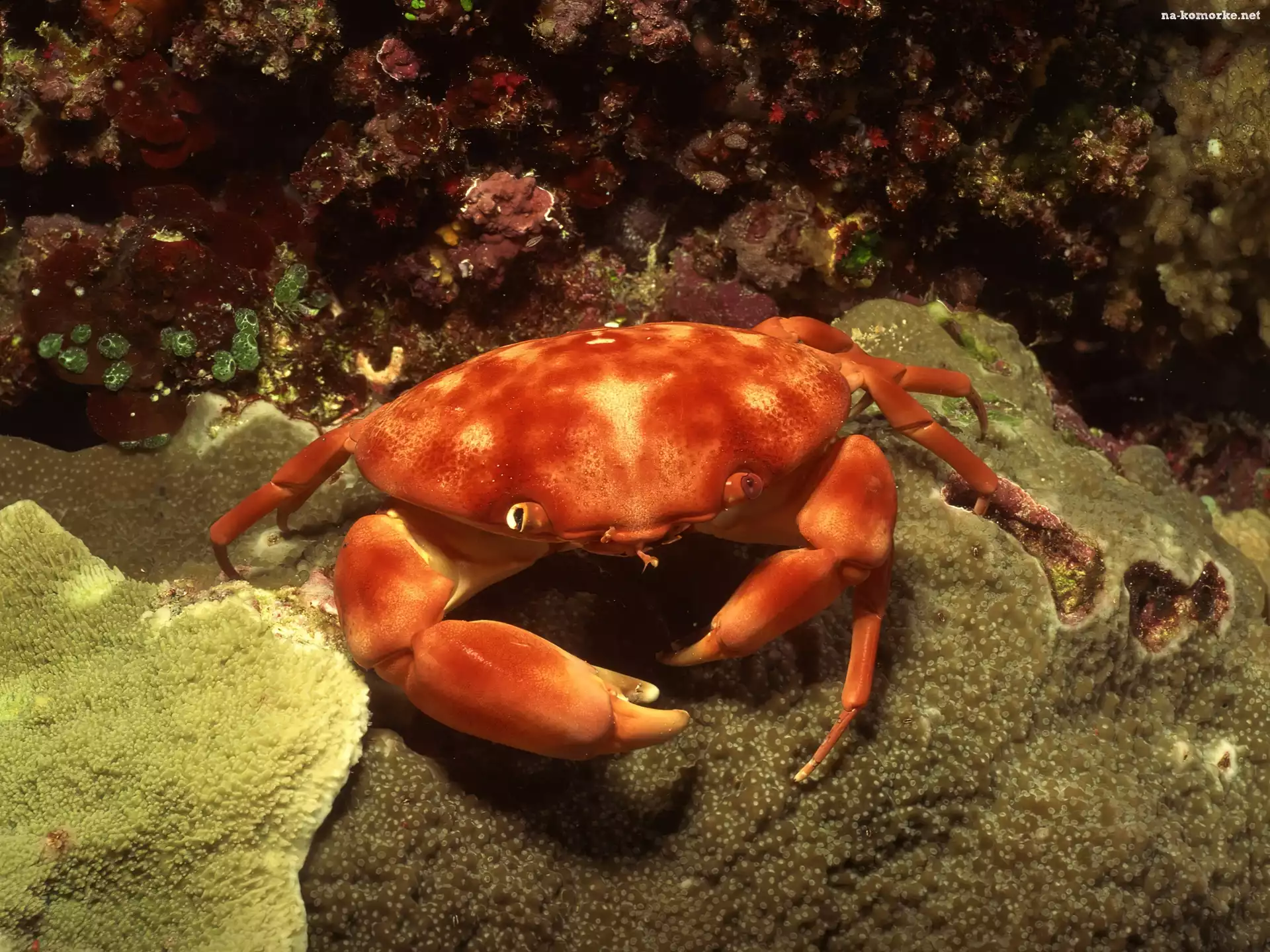 Krab, Szczypce