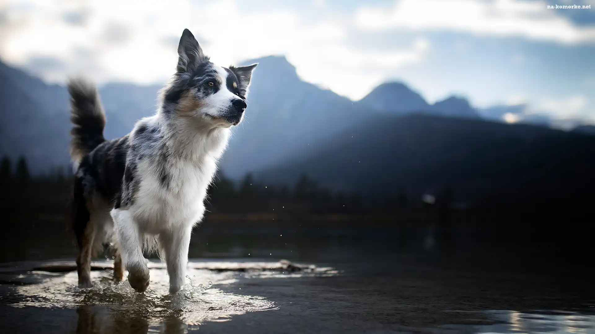 Krajobraz, Pies, Border collie, Woda, Rozmyty