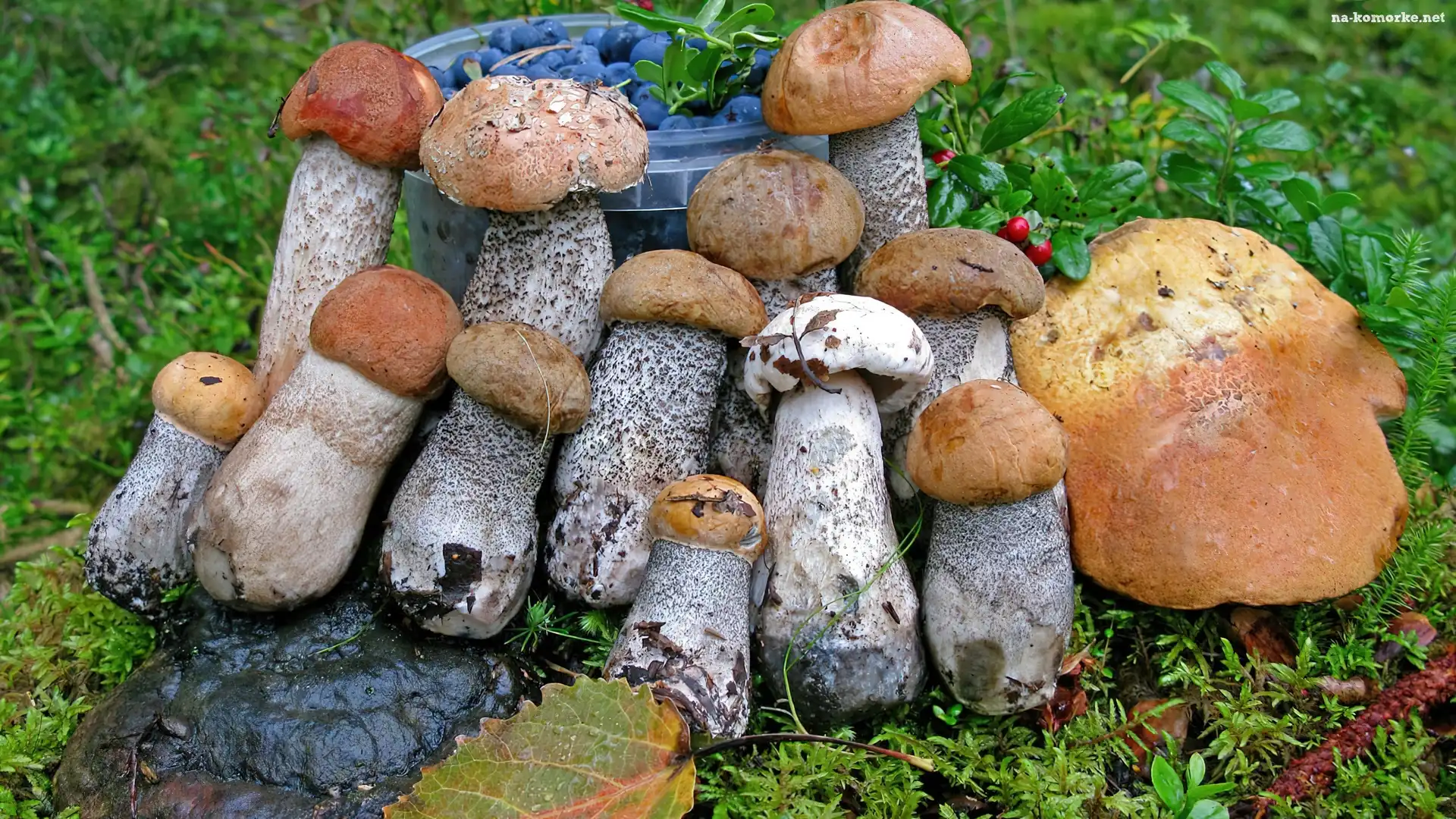Kraśniak, Jagody, Grzyby, Mech, Wiaderko, Liście