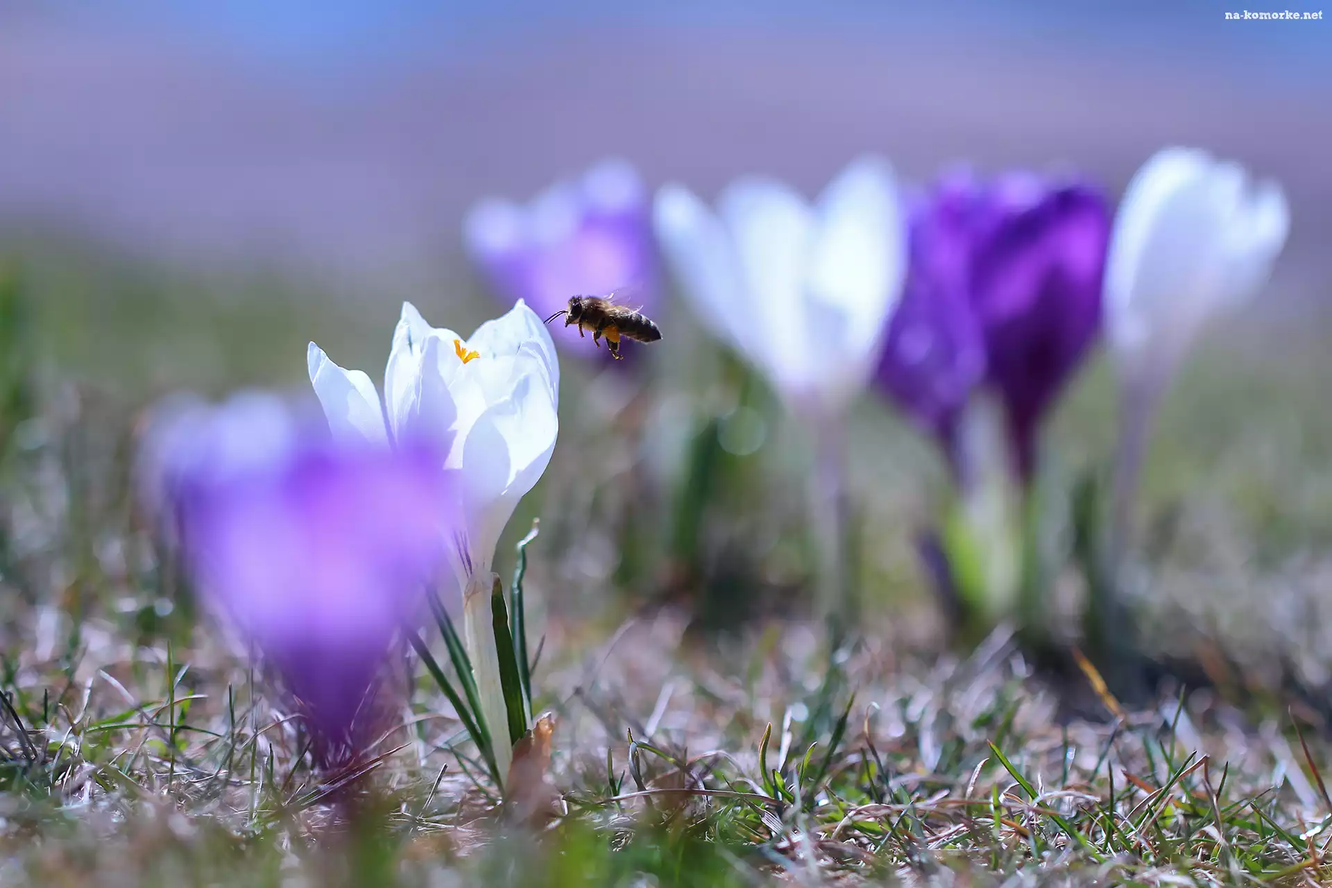 Biały, Krokus, Pszczoła