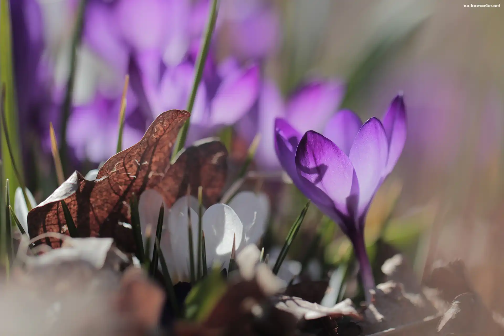 Fioletowy, Krokus, Liść