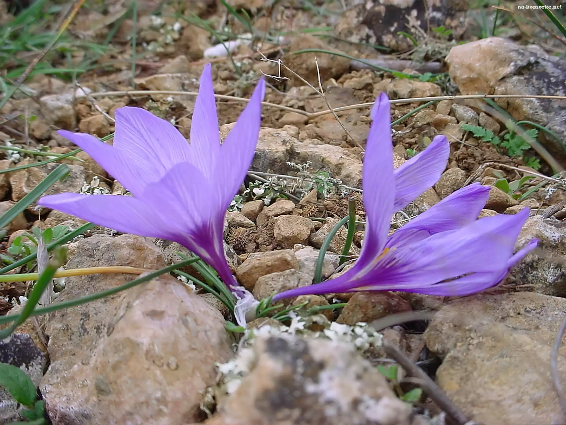 Krokus, Kamienie