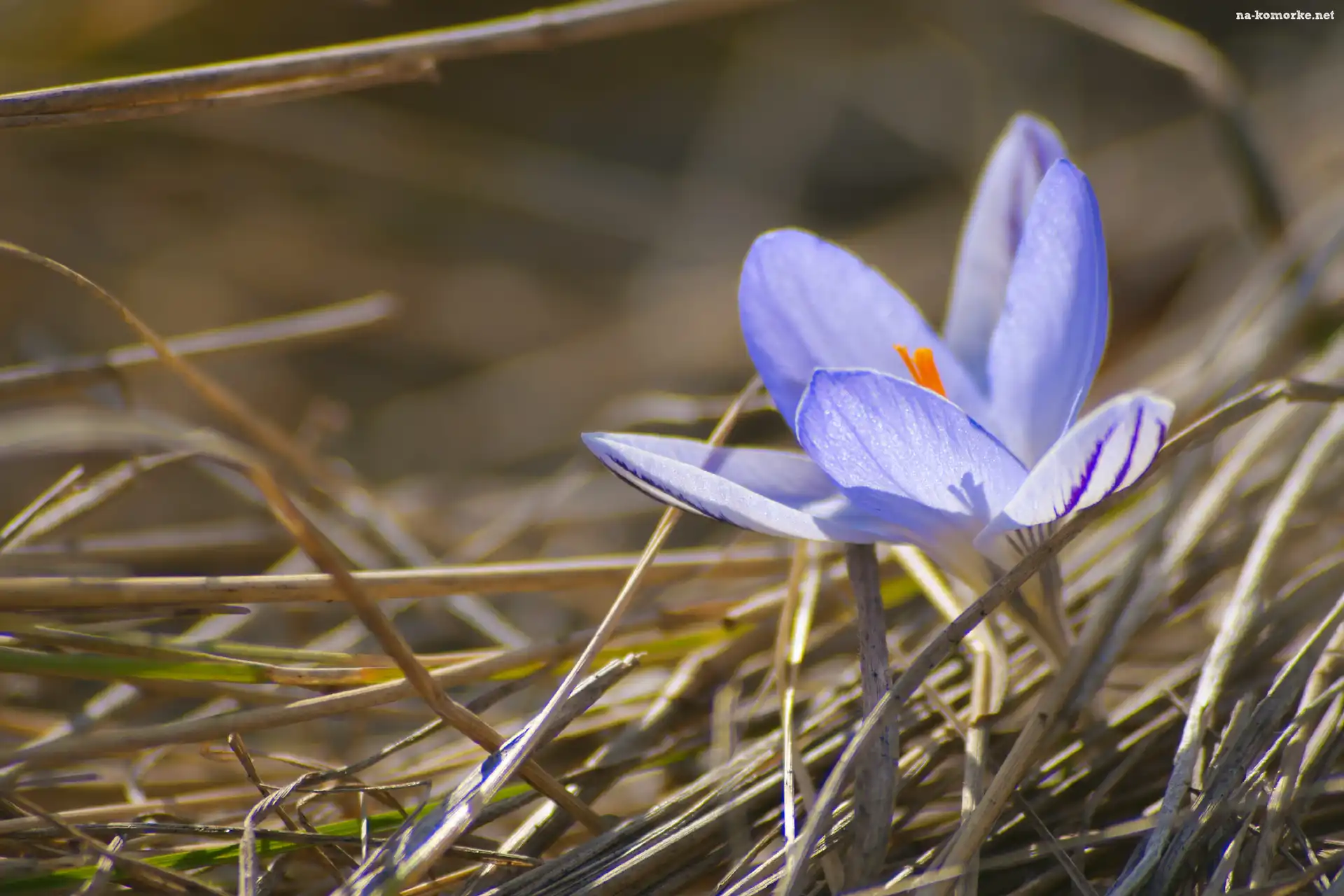 Sucha, Trawa, Krokus, Kwiat