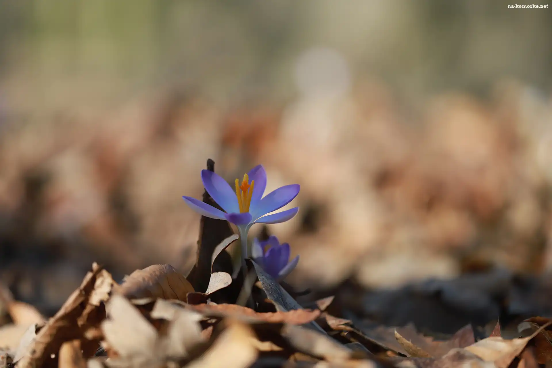 Krokus, Fioletowy, Mały, Kwiat