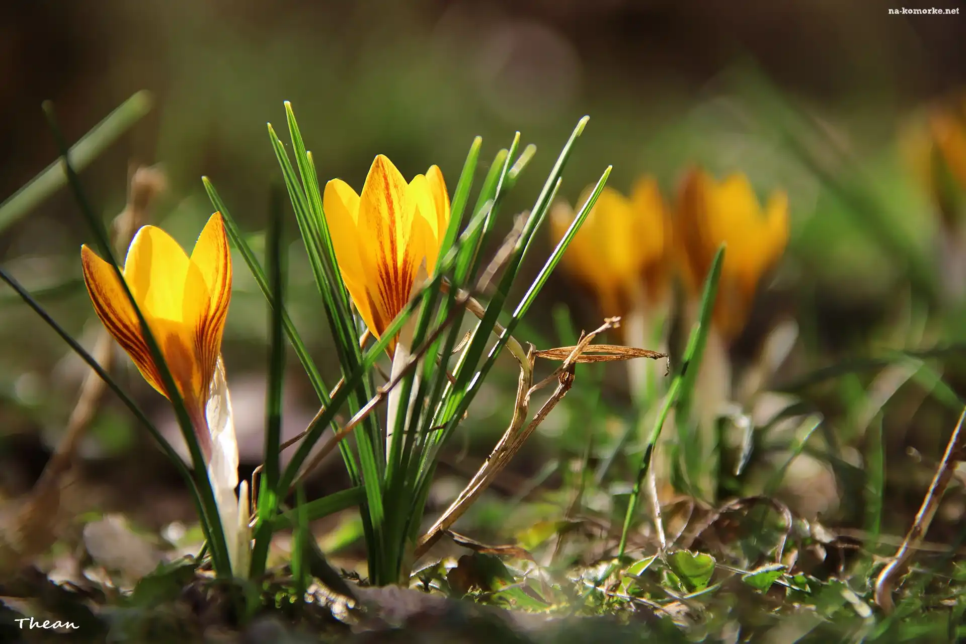 Krokus, Żółty