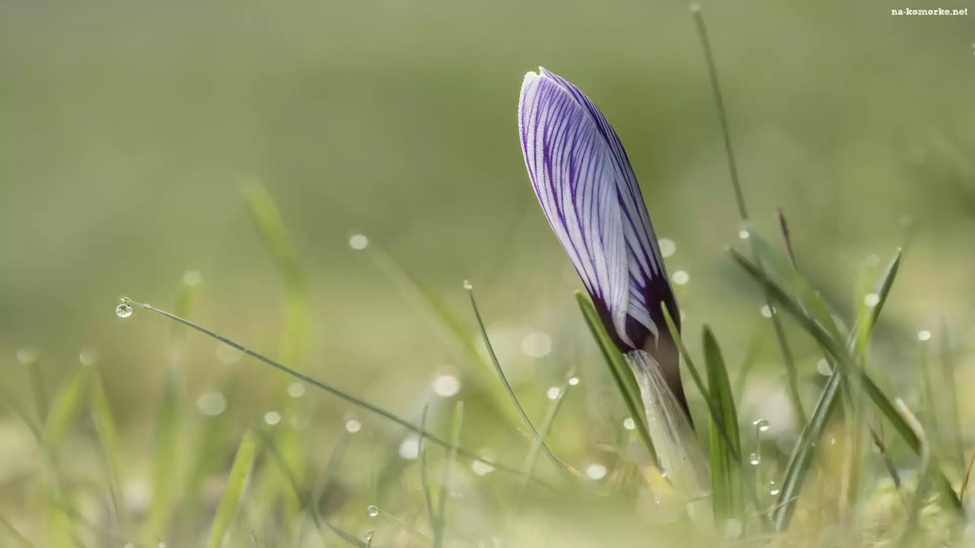 Pąk, Zbliżenie, Kwiat, Krokus