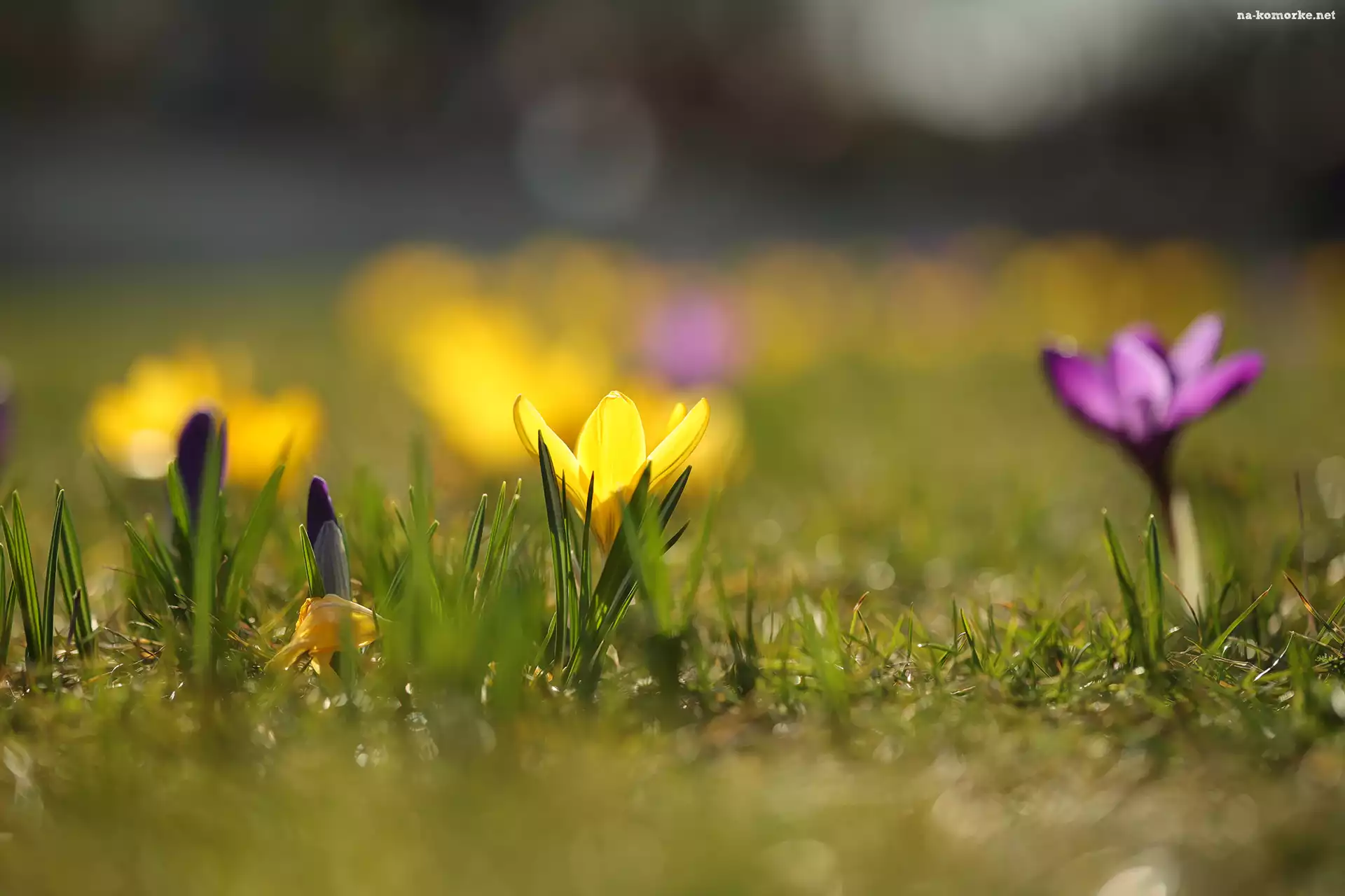 Żółty, Pąk, Krokus, Kwiat