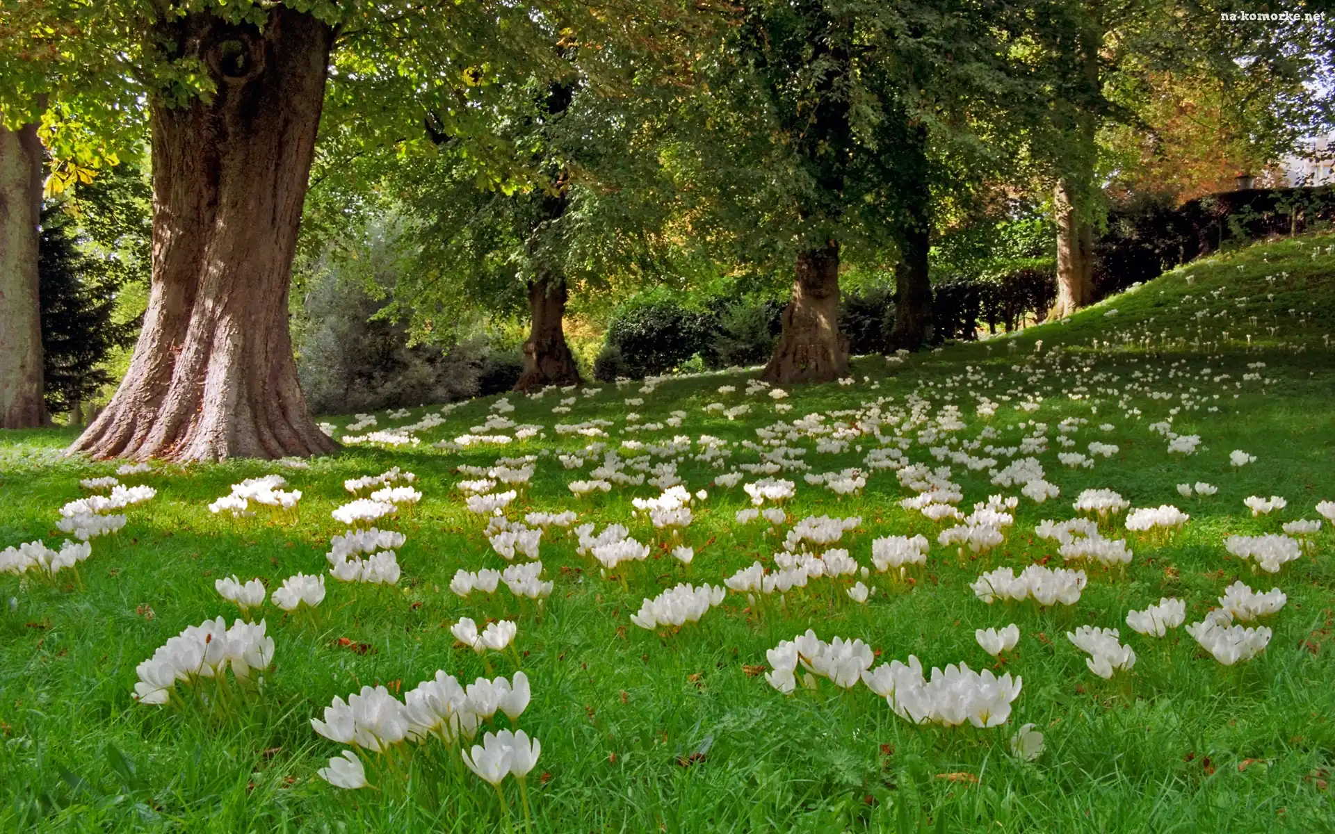 Krokusy, Anglia, Łąka, Park