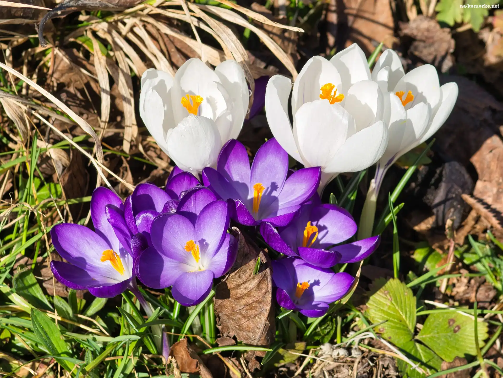 Las, Wiosna, Kwiaty, Krokusy