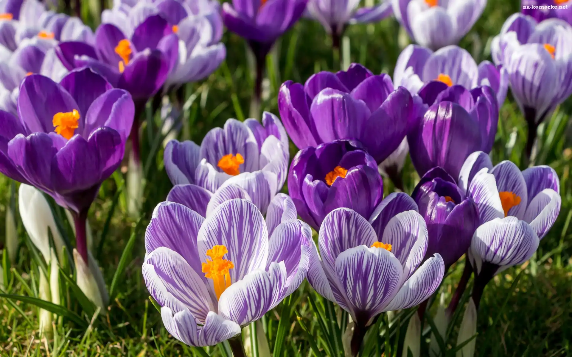 Krokusy, Trawa, Liliowe, Fioletowe