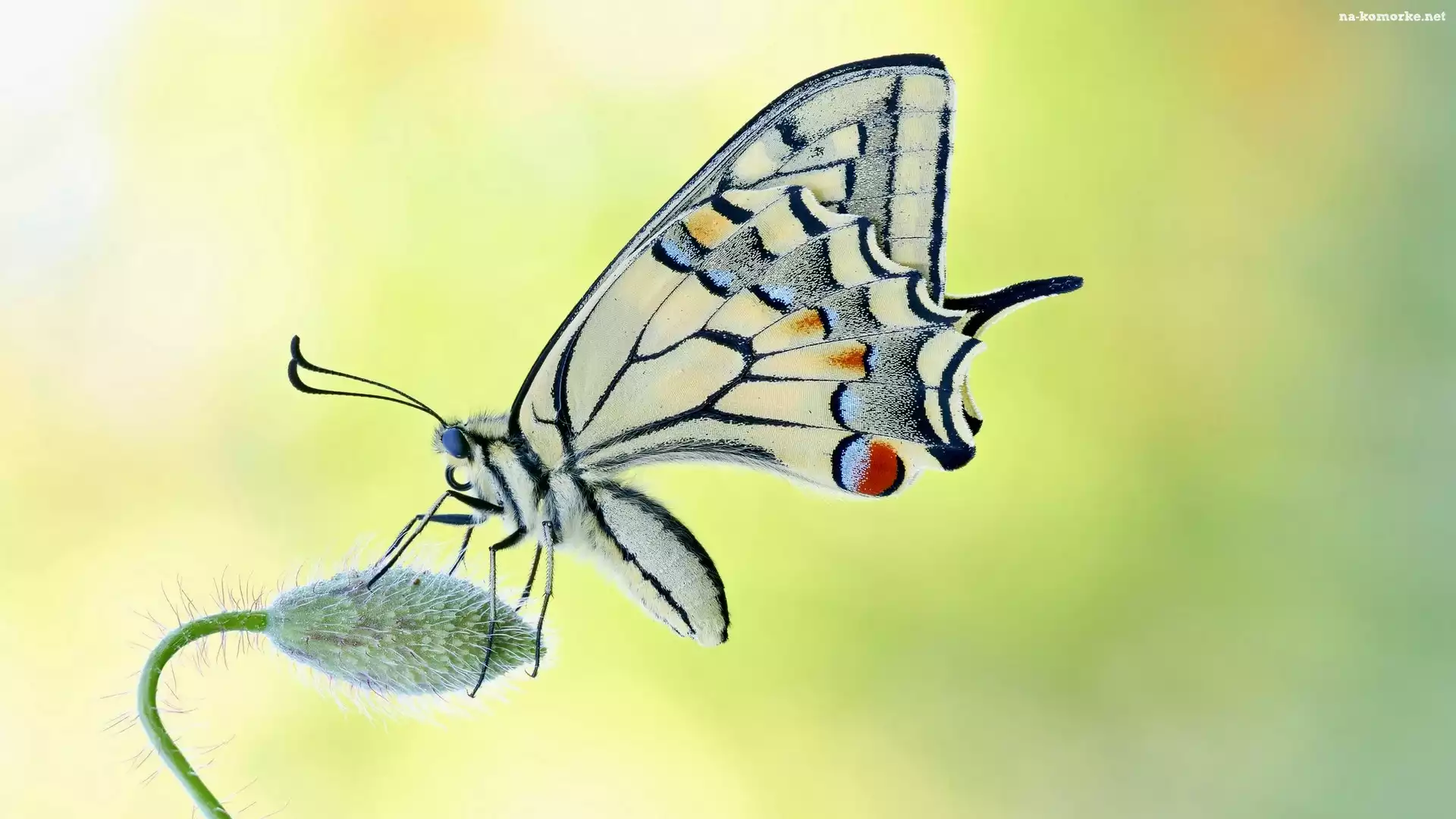 Motyl, Pąk, Paź królowej