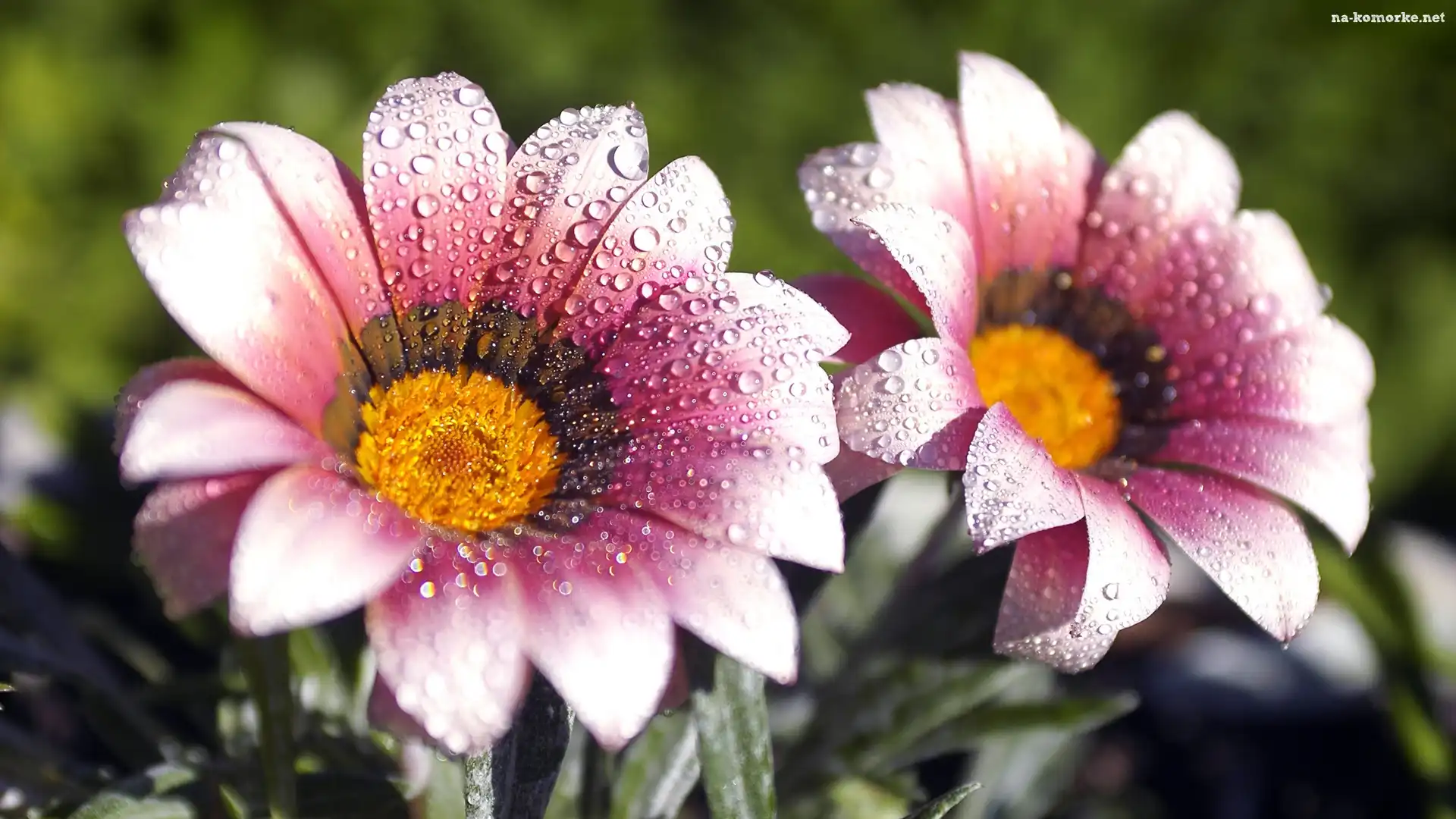Kwiaty, Krople, Rosy