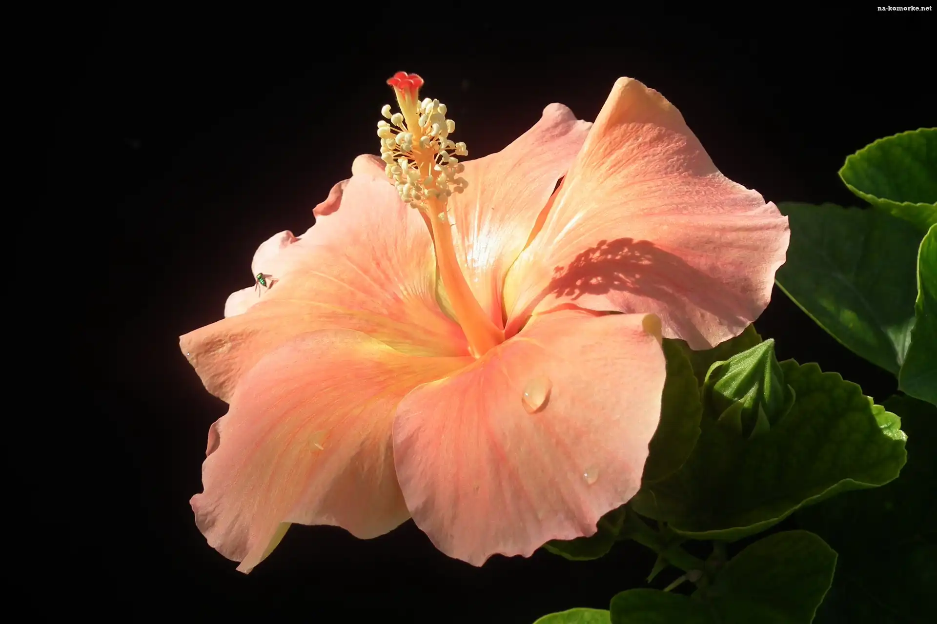 Krople, Hibiskus, Kwiat, Tło, Liście, Czarne