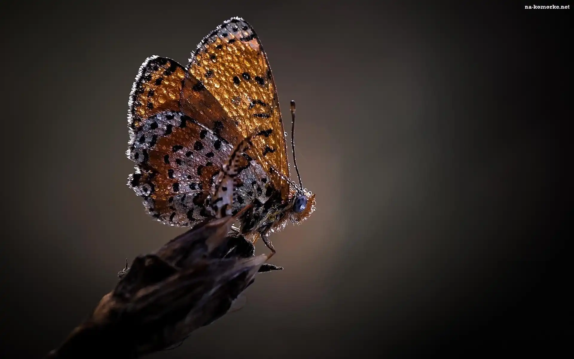 Motyl, Krople, Rosy