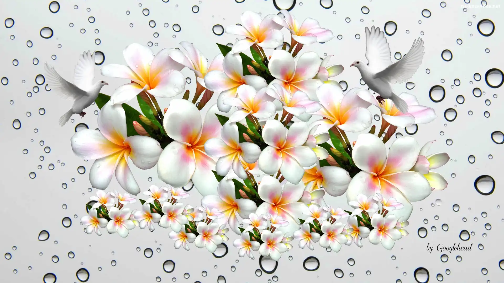 Plumeria, Krople, Wody